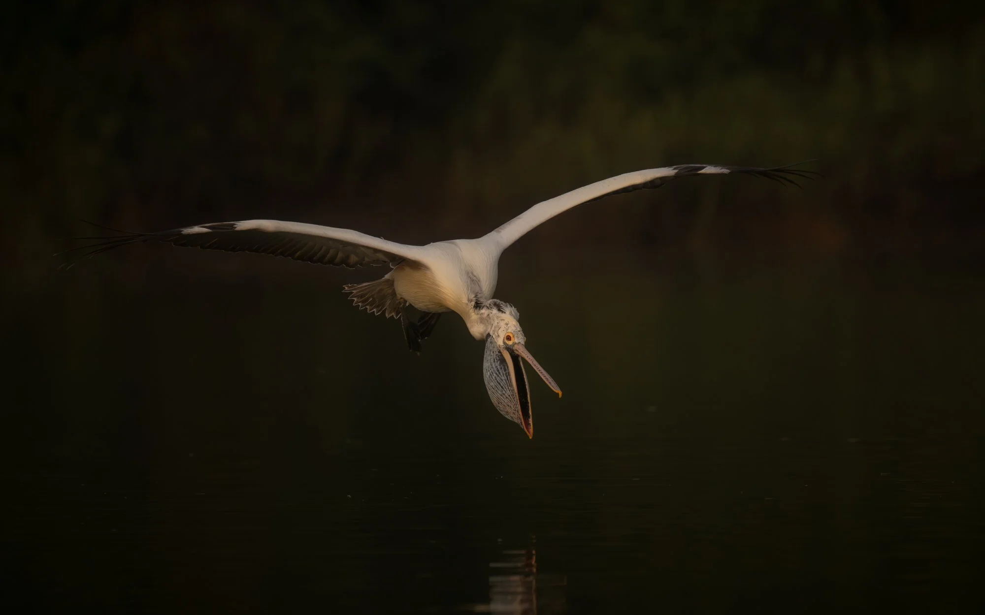 pelican-0055.jpg