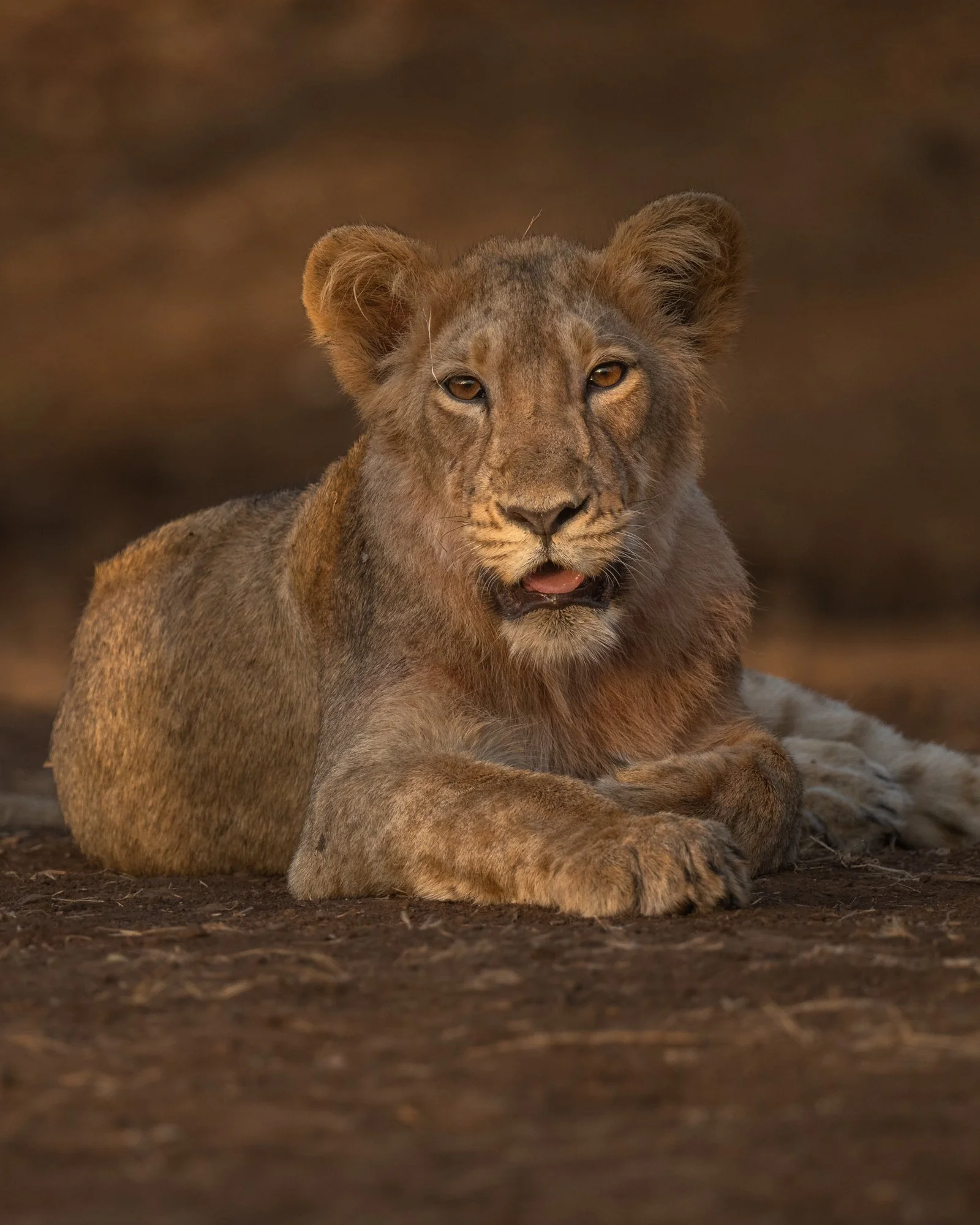 lion cub-0881.jpg