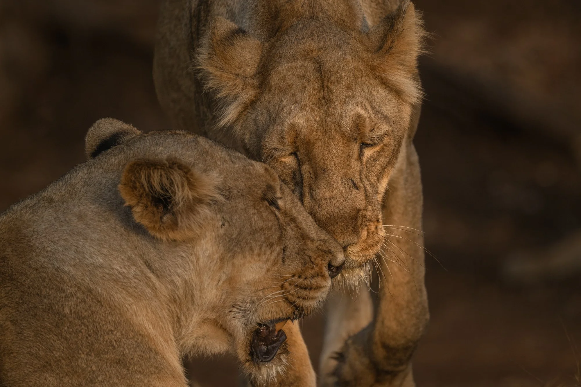 Lioness bond-0500.jpg