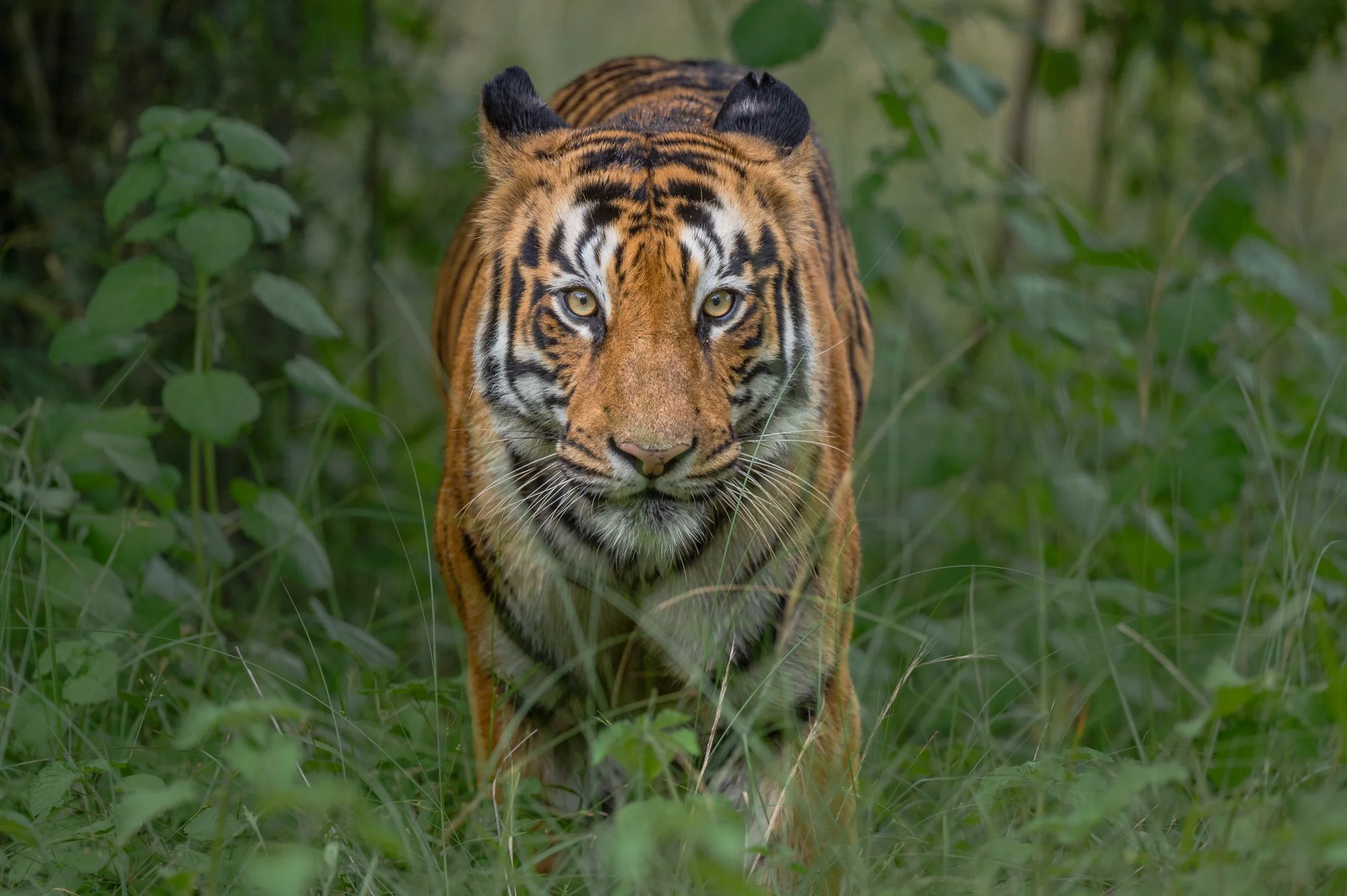 Madhu portrait 2-1716.jpg