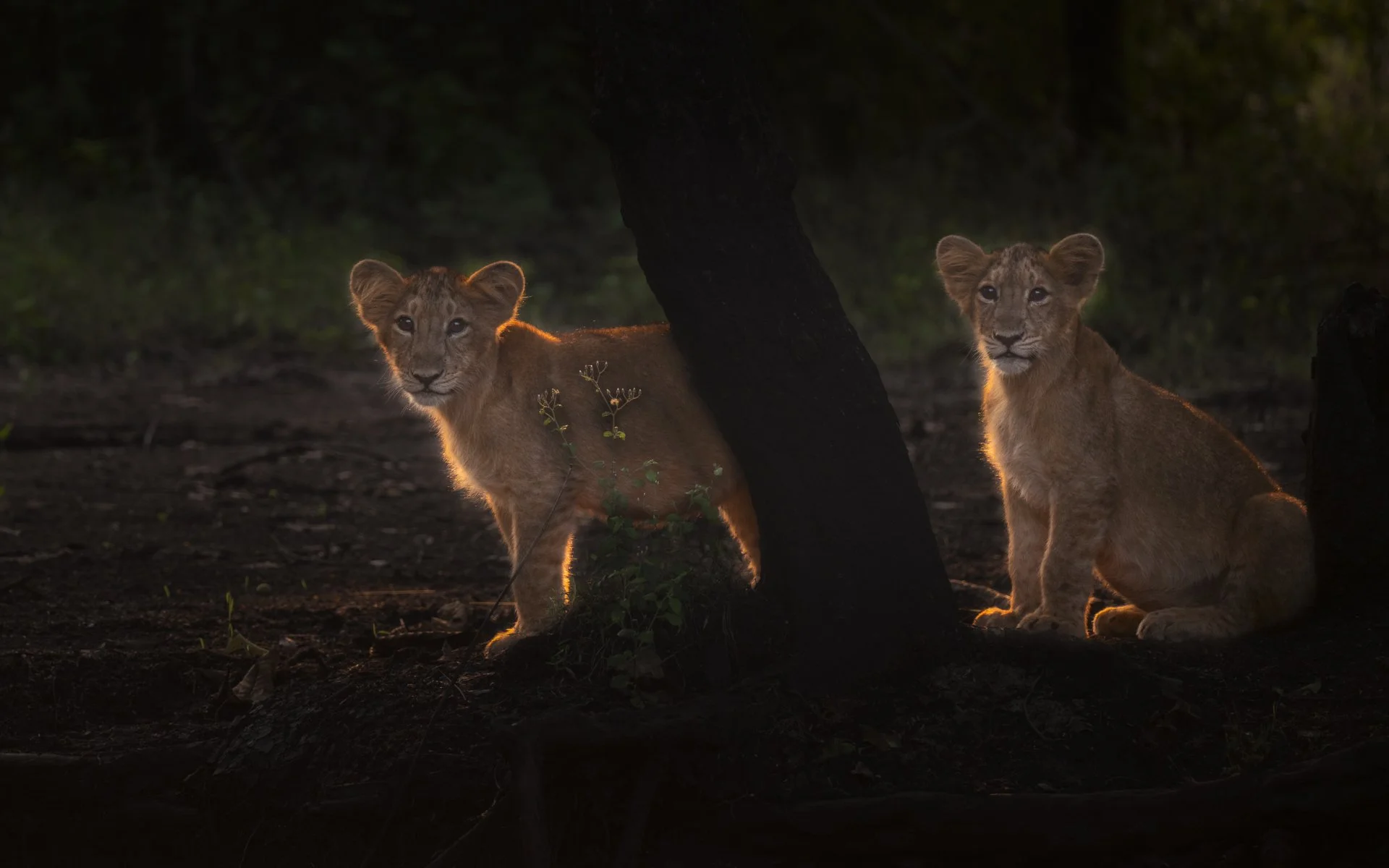 Lion cubs-4093.jpg