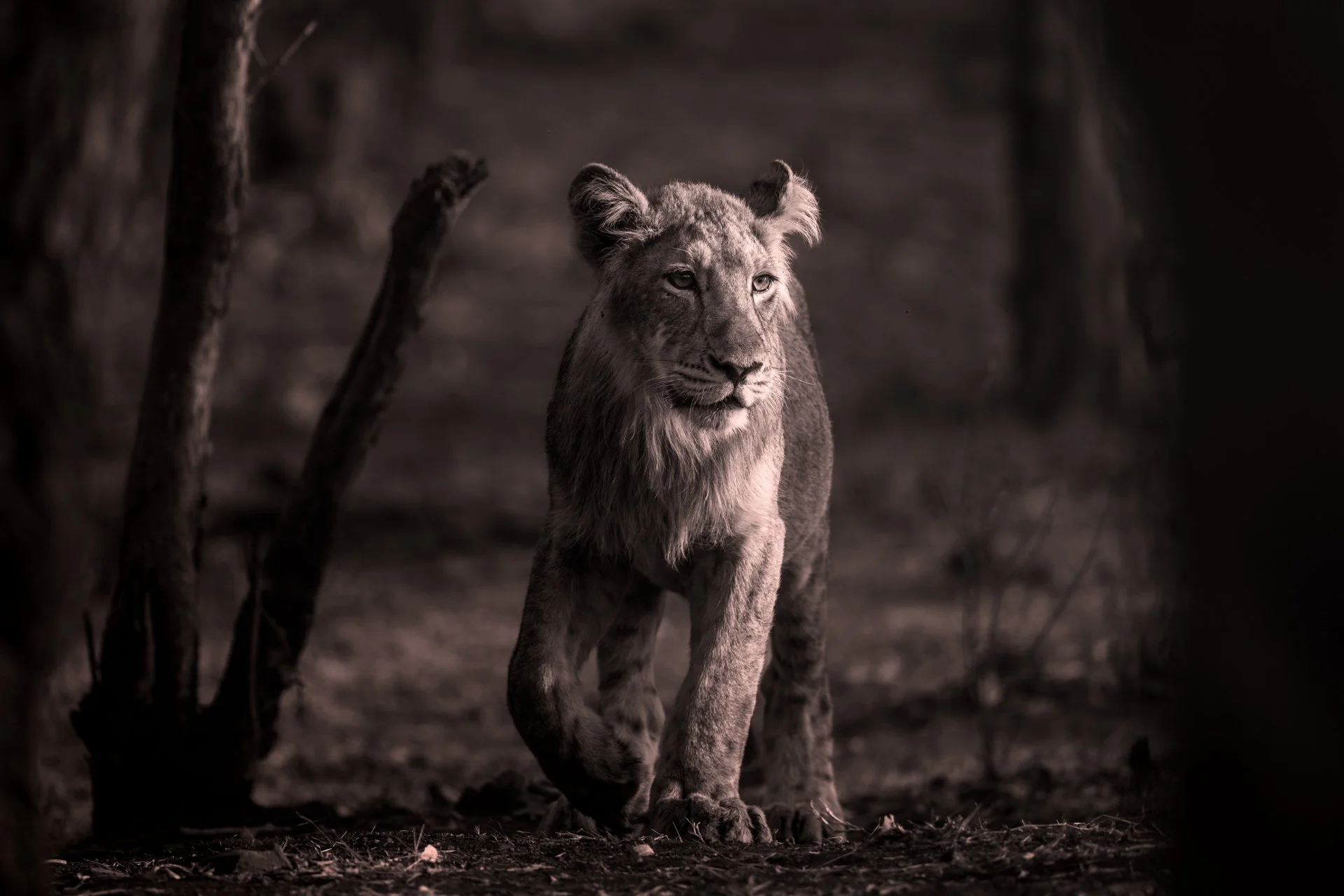 Lion BW-9757.jpg