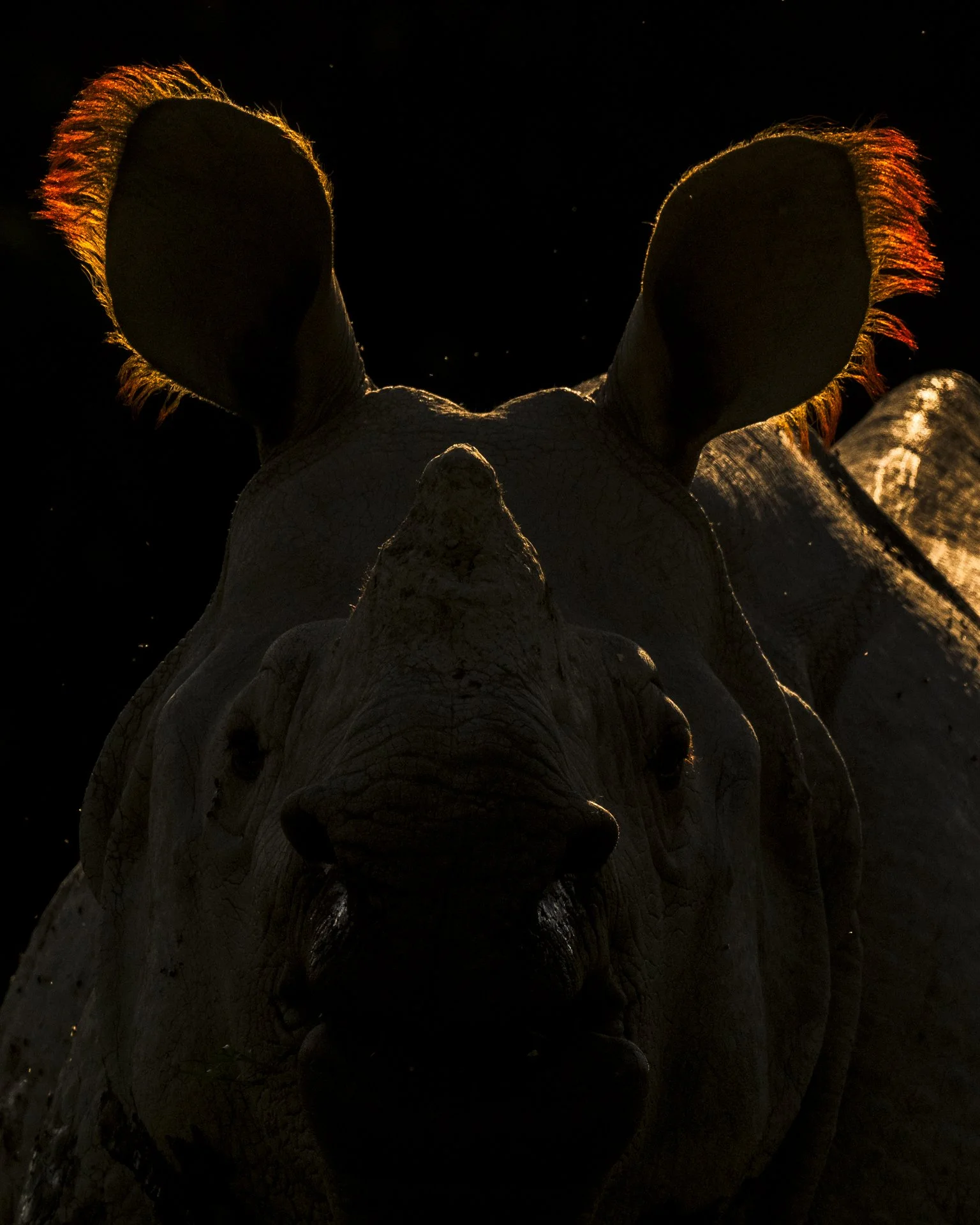 One Horned Rhino-2924.jpg