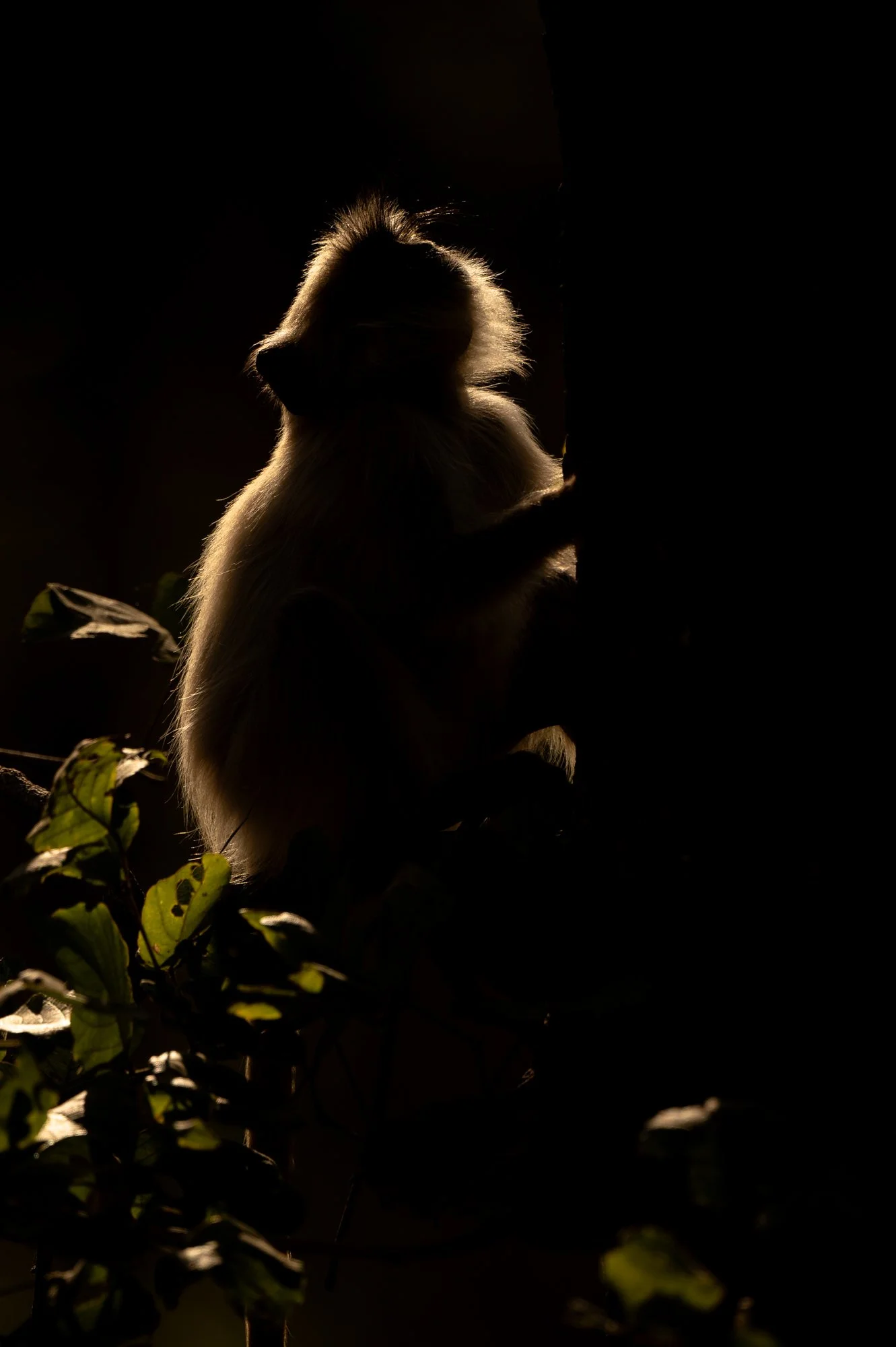 Langur-5260.jpg