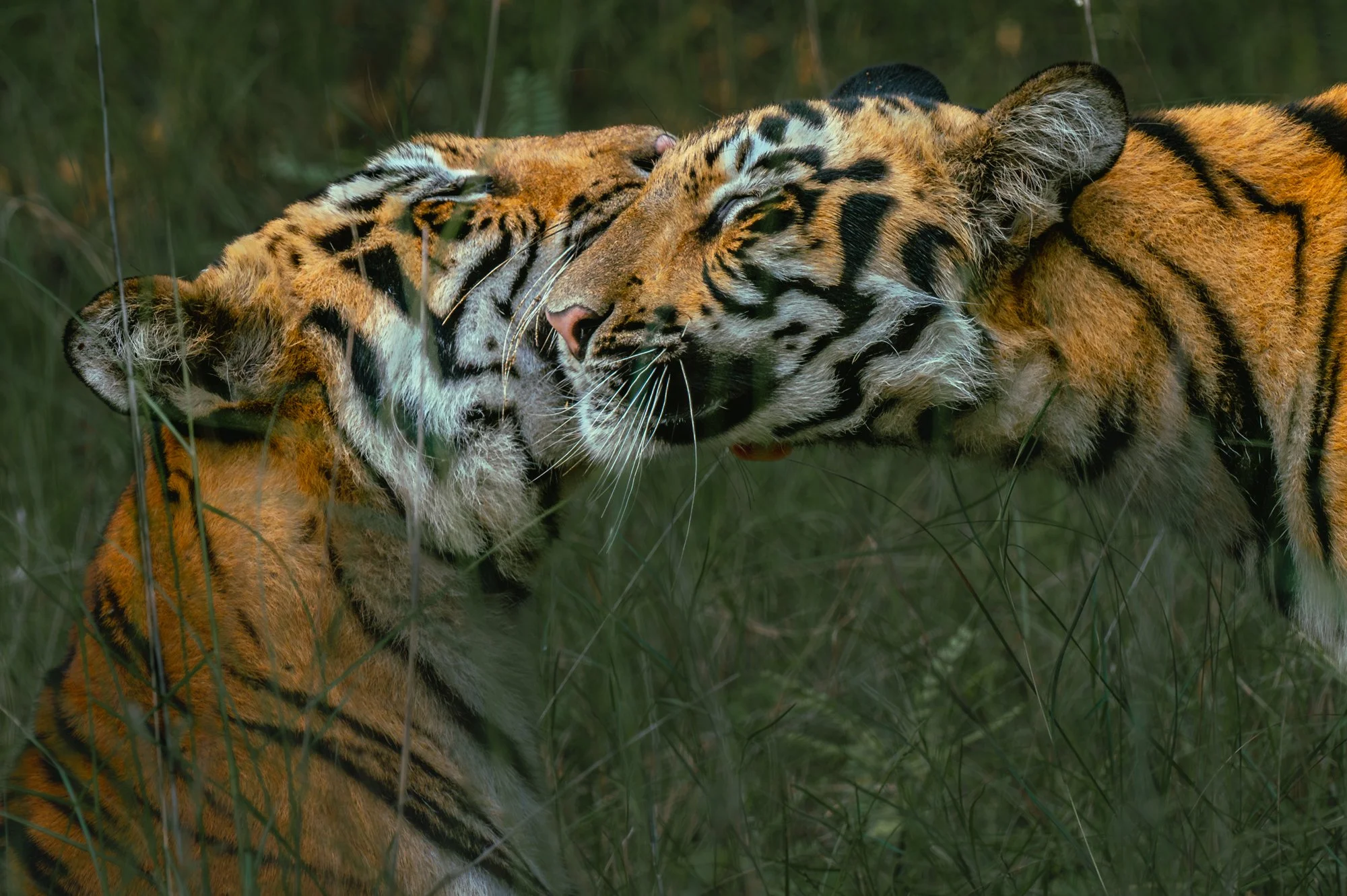 Madhu portrait 3-.jpg