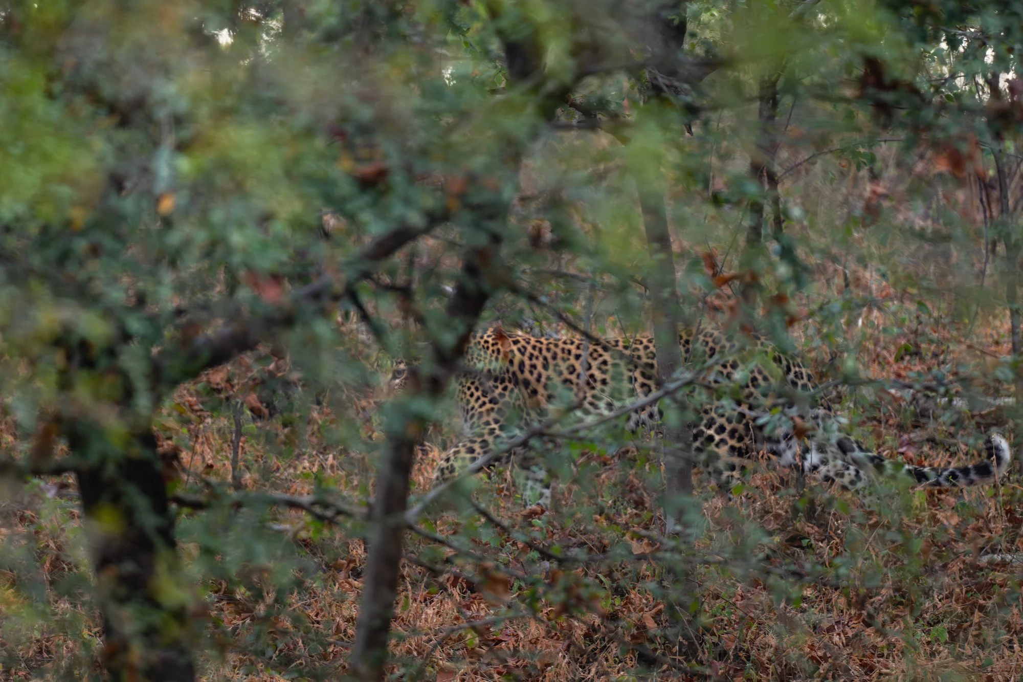 Panna leopard-.jpg
