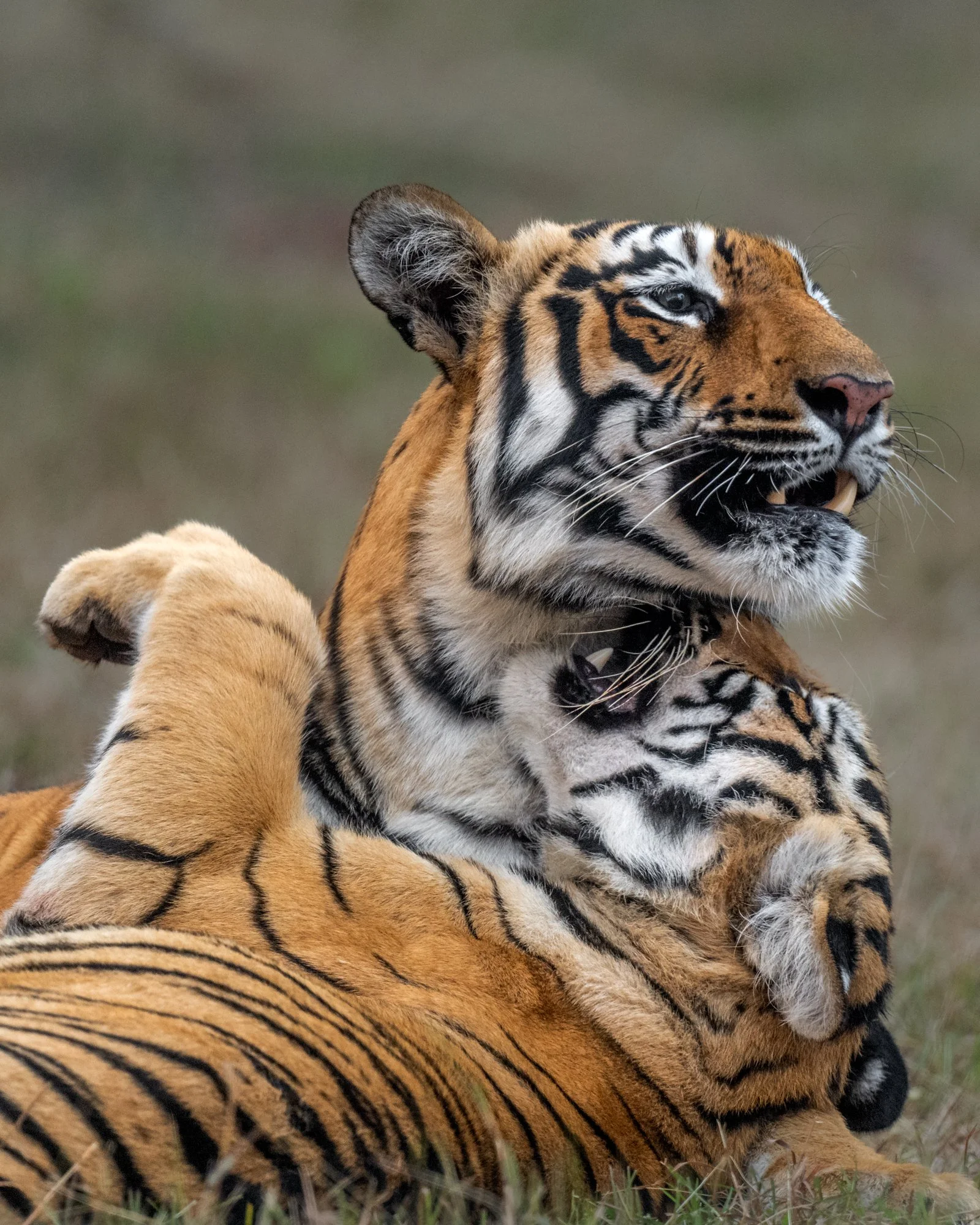Roma and cub -2369.jpg