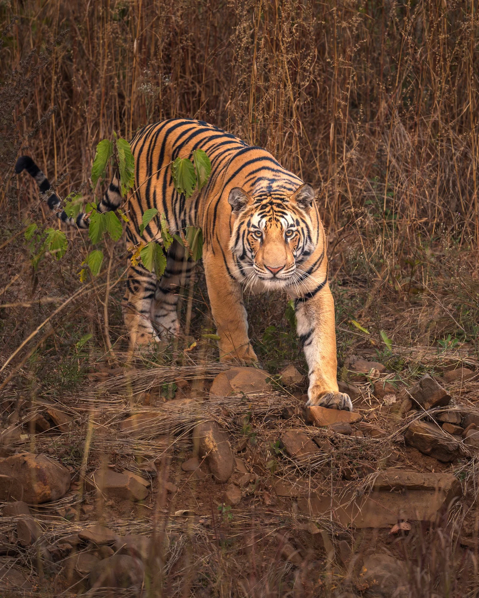 P652 cubs 9454 color-.jpg