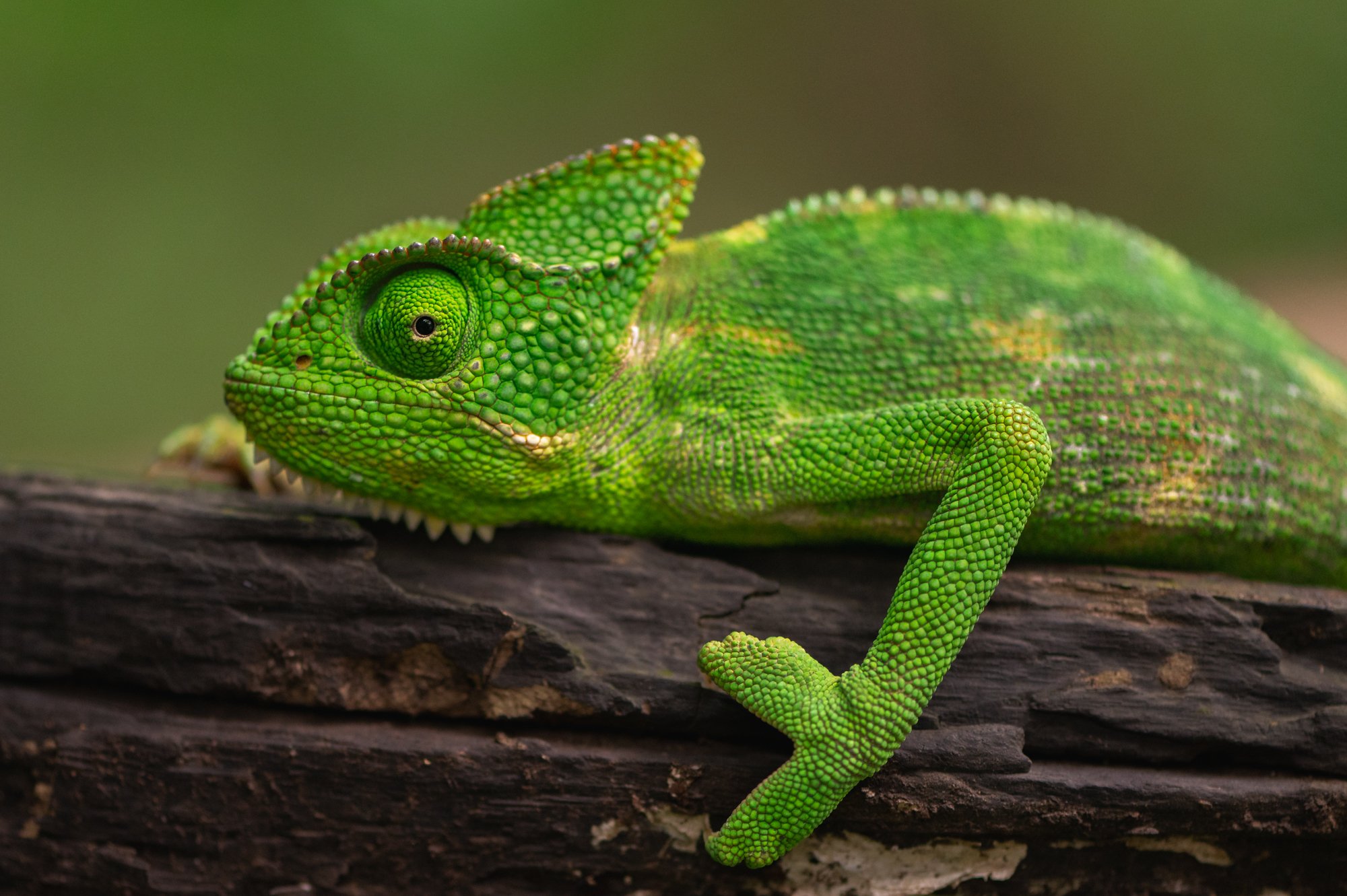 chameleon-7775.jpg