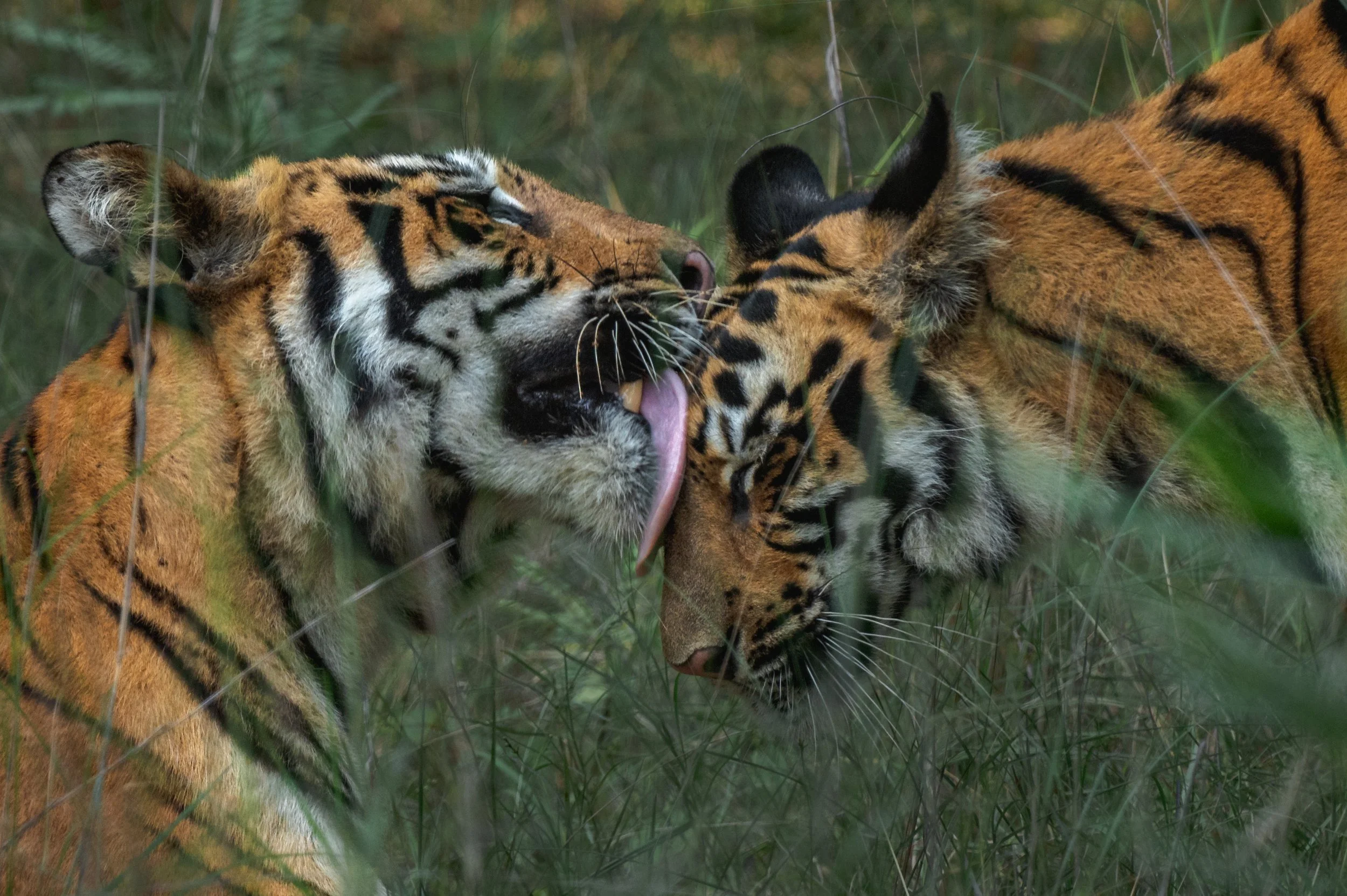 Tender moment-2171.jpg