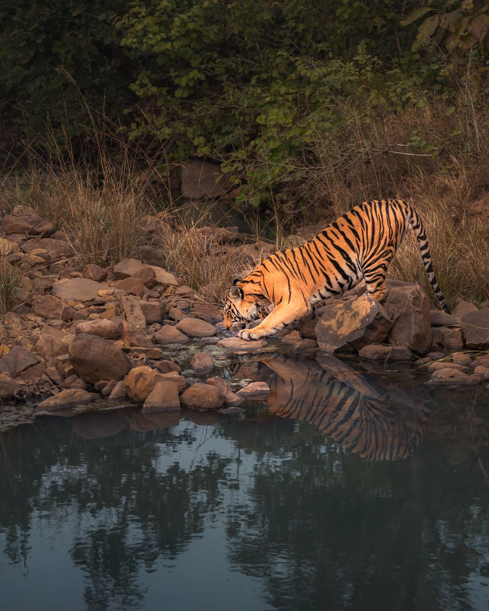 P652 cub quenching thirst-9442-.jpg