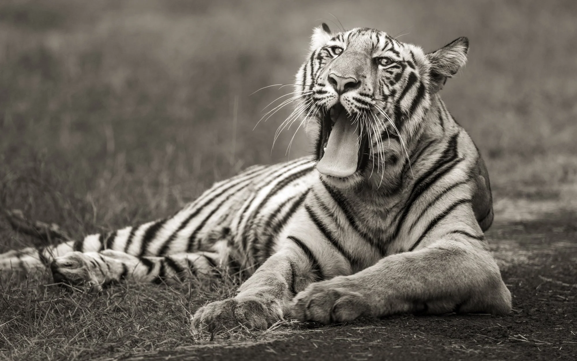 Roma cub yawn sepia-2221.jpg