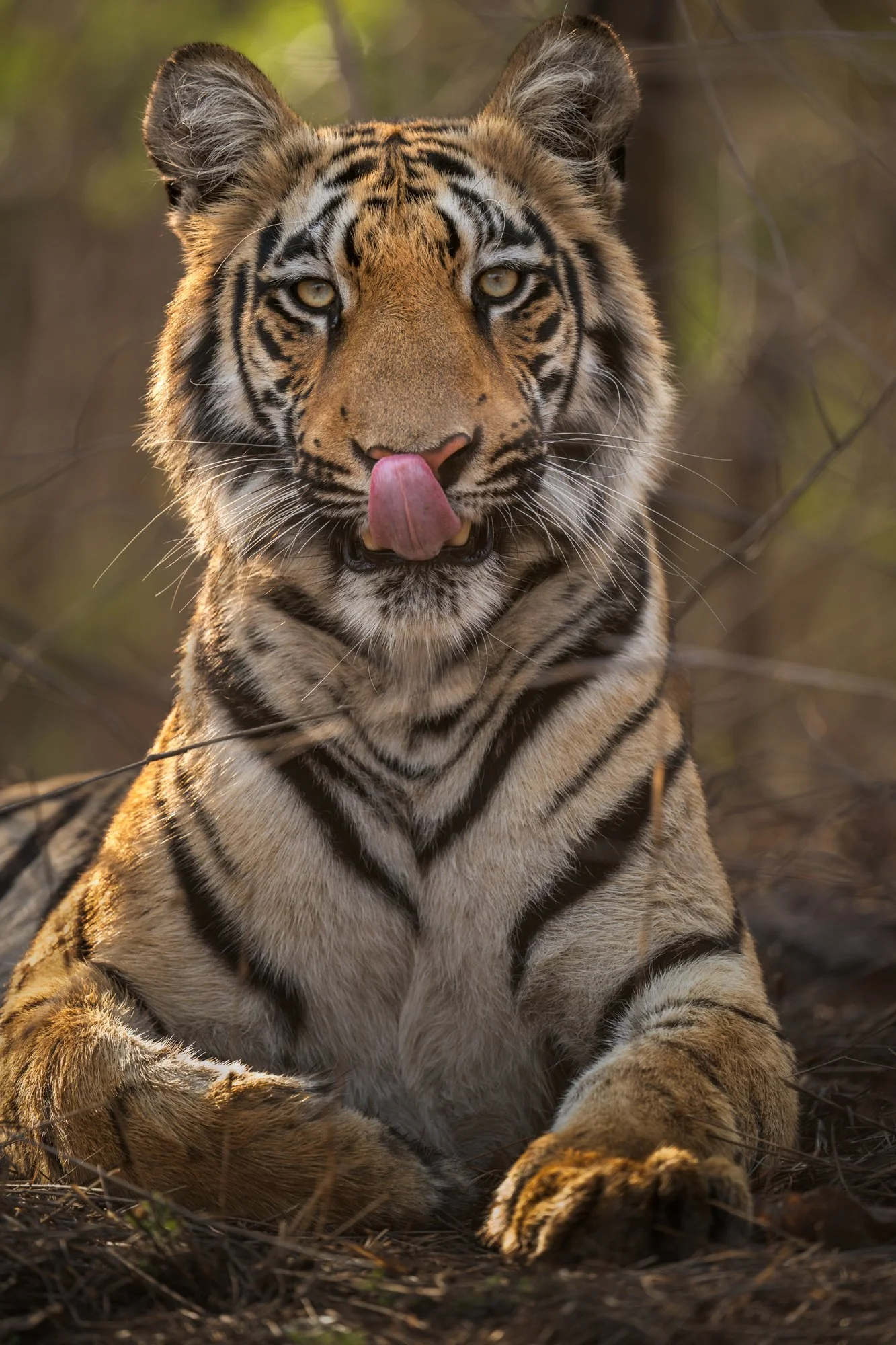 Kharandla Tiger-9943.jpg