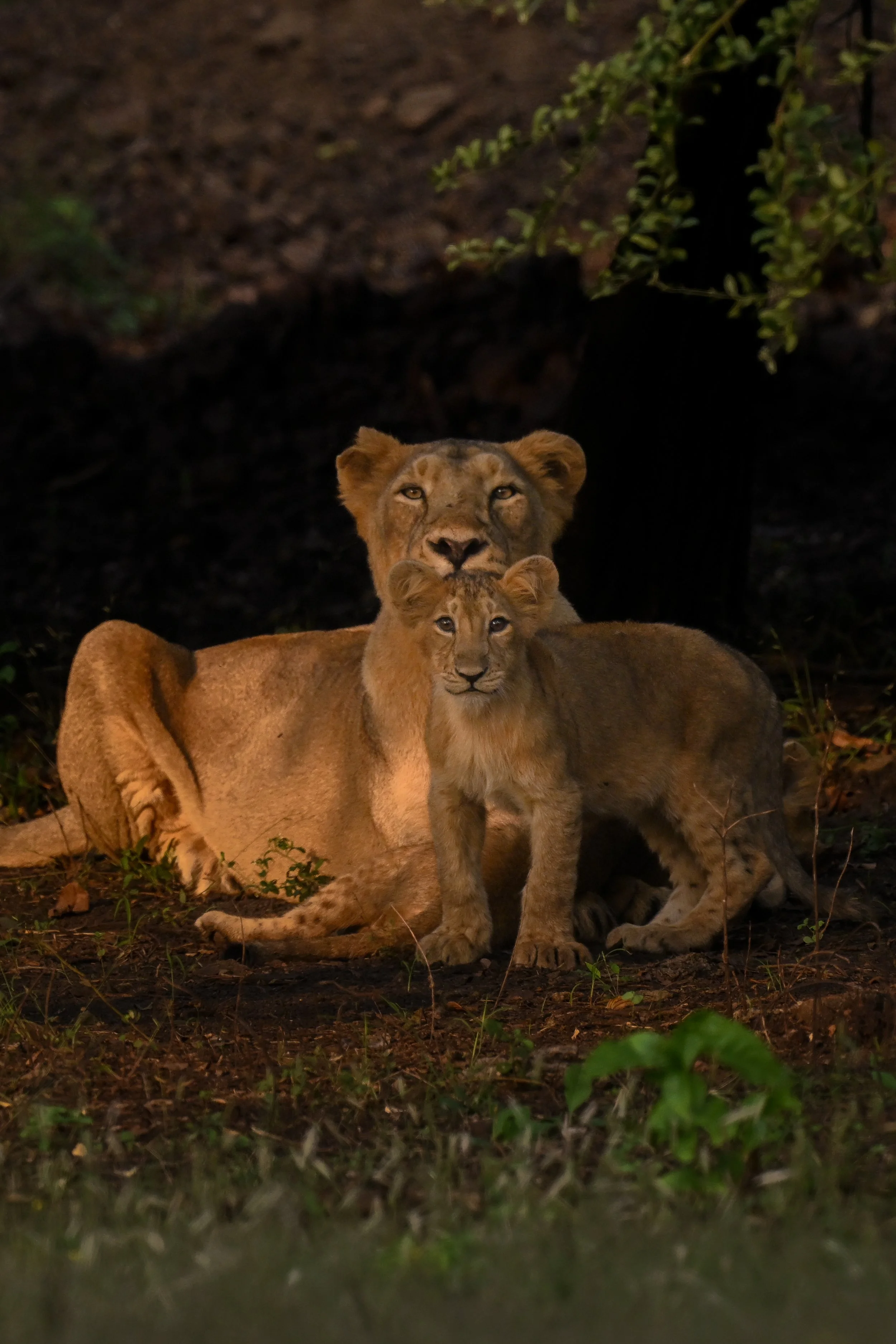 Lioness and cub-5613.jpg