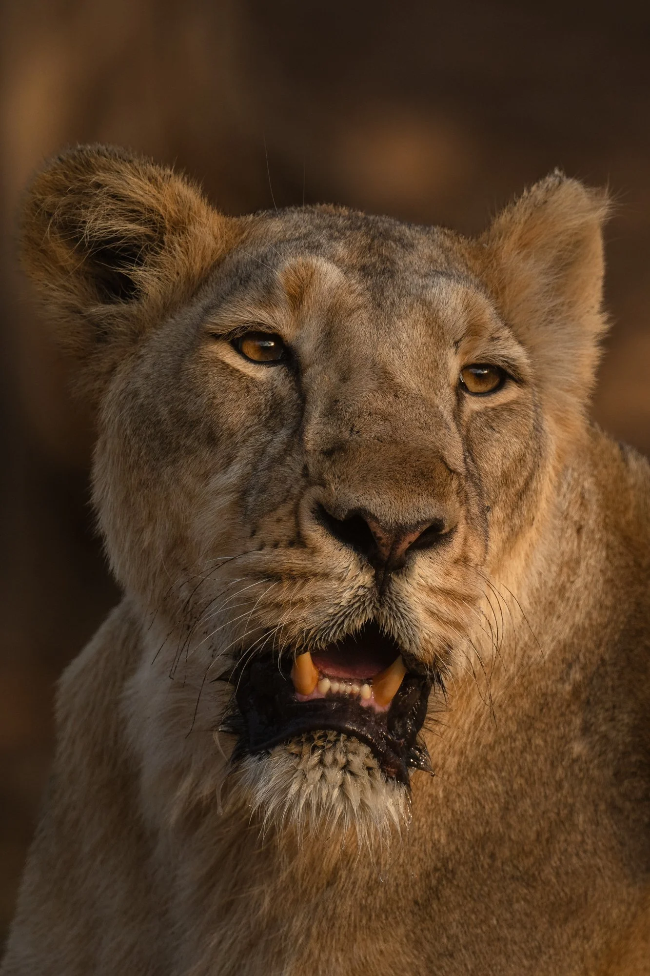 Lioness-0685.jpg