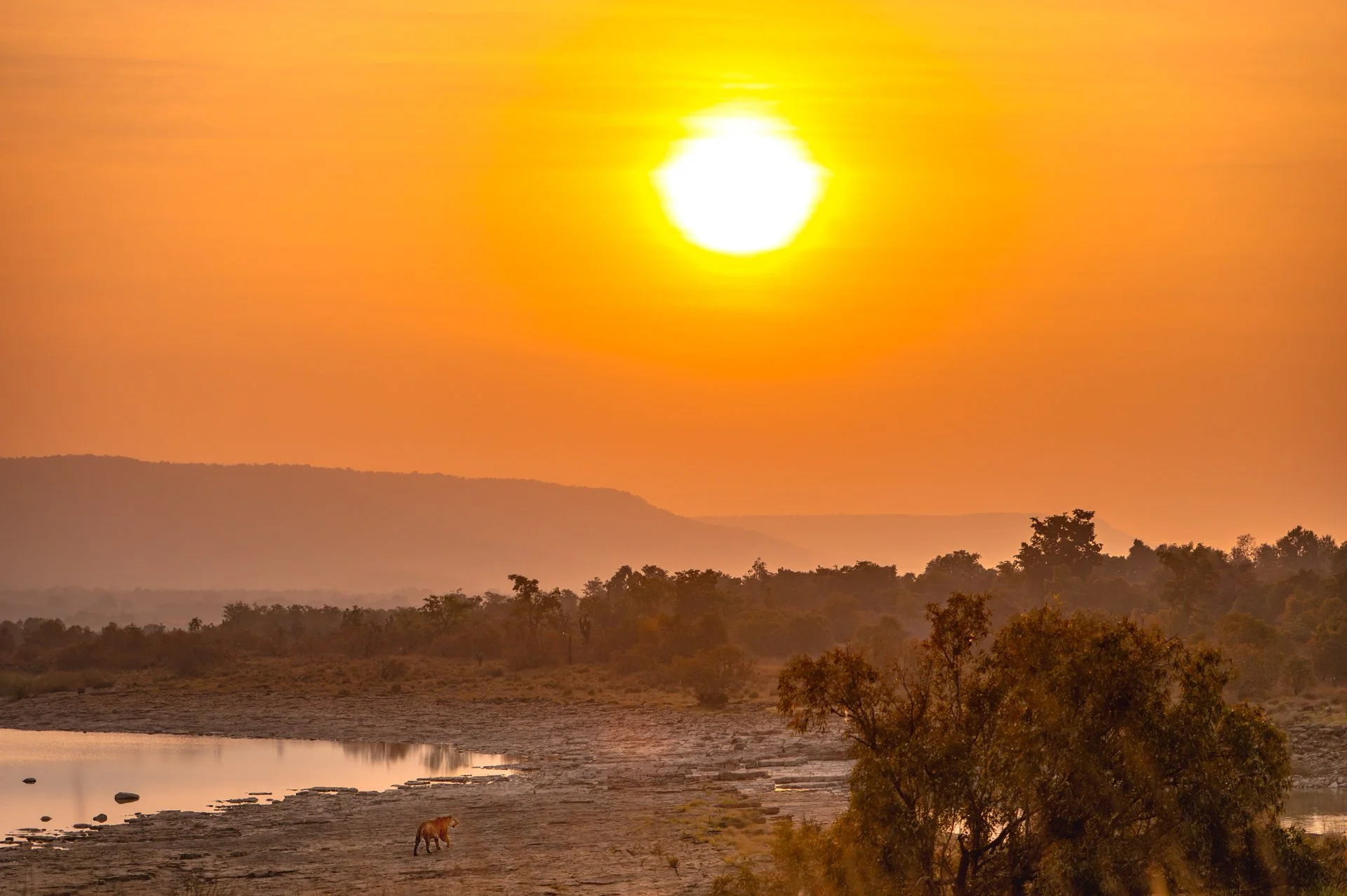 Golden Sunset 1172-.jpg