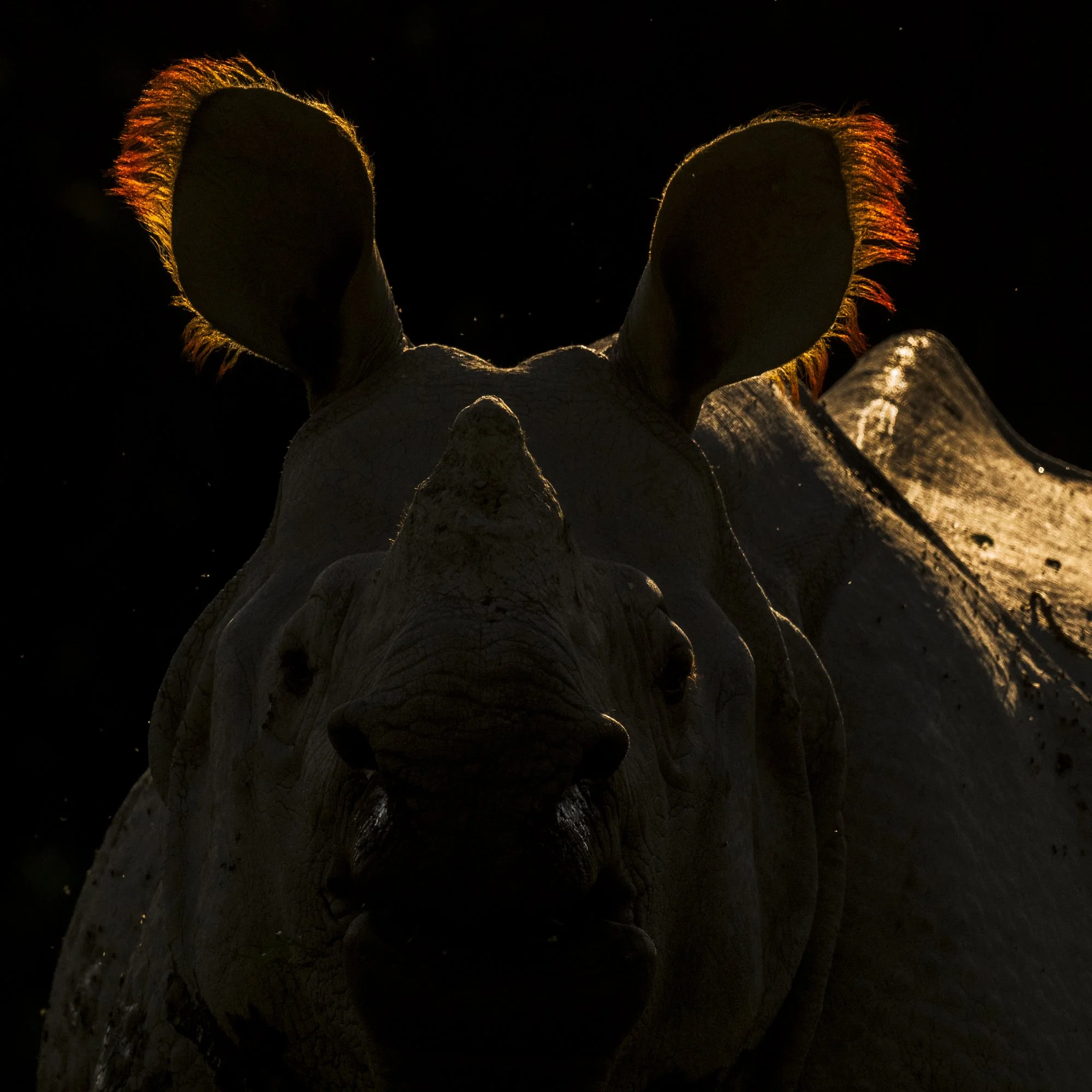 Rhino Portrait Kaziranga-2924.jpg