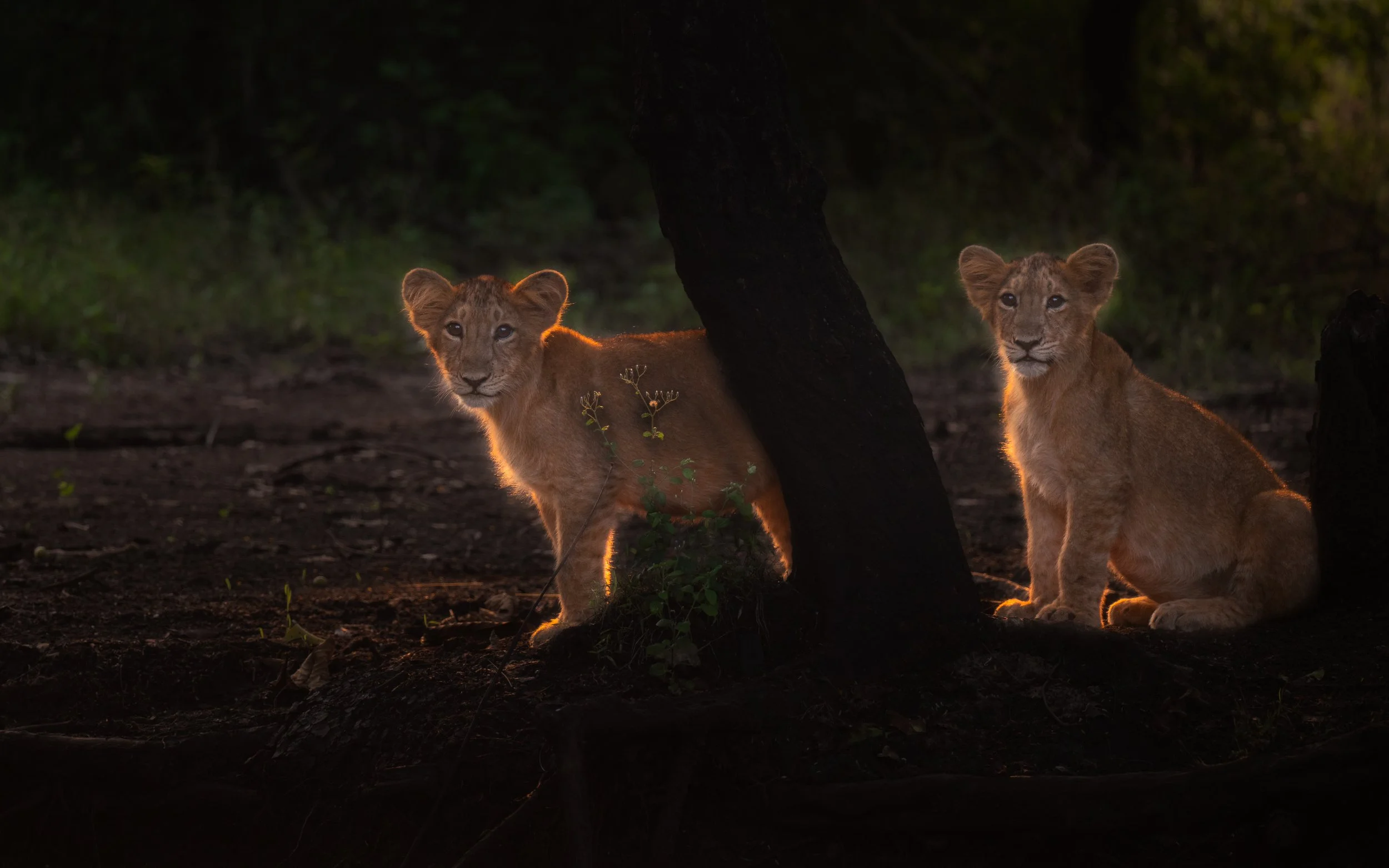 Lion cubs-4093.jpg