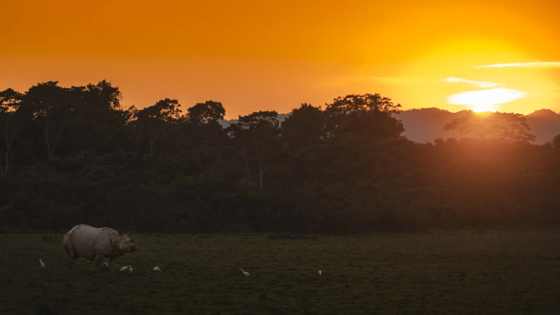 One horned rhino 8731-1.jpg