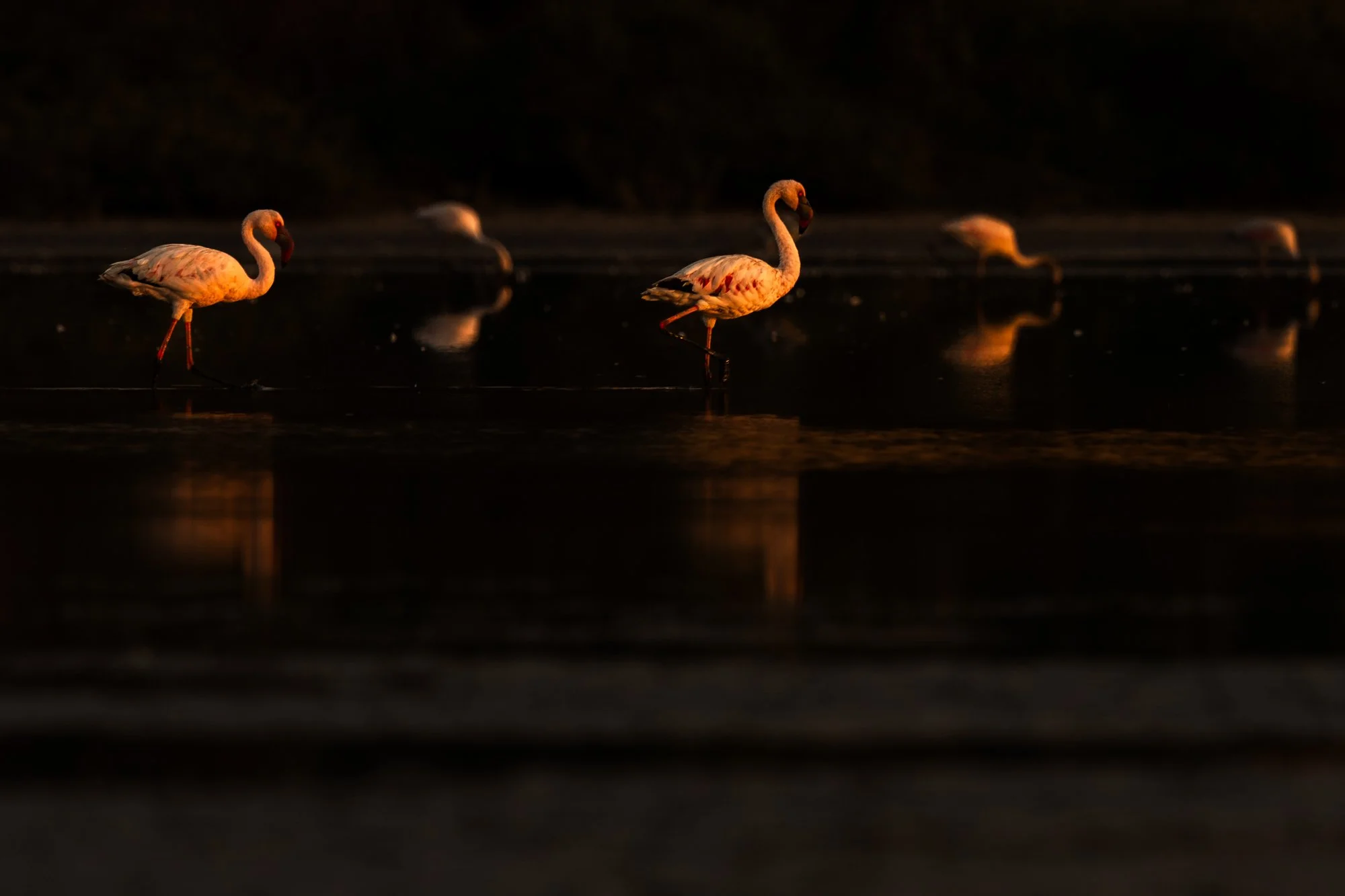 Flamingo pattern-3535.jpg