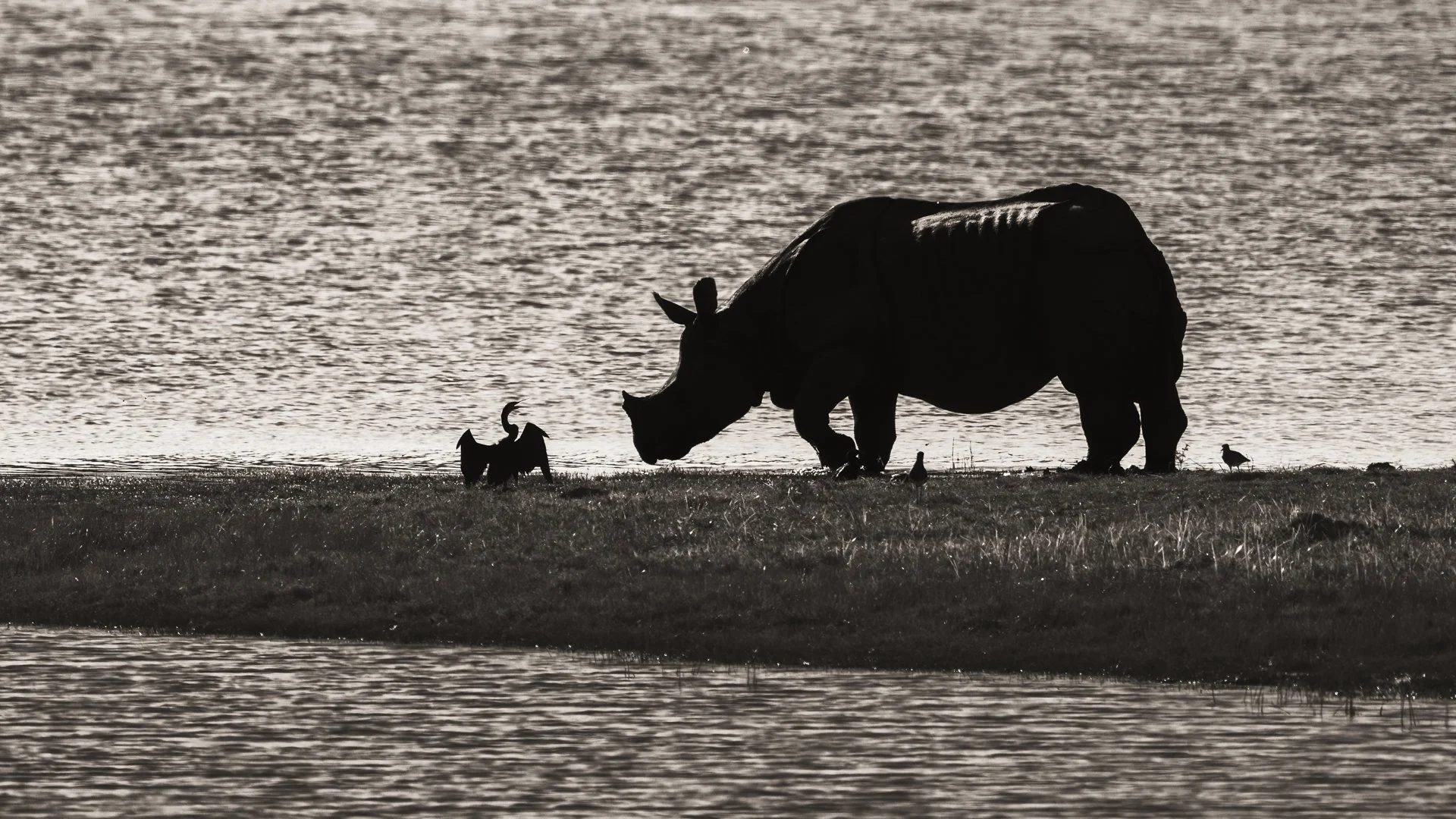 Rhino and darter 0485-.jpg
