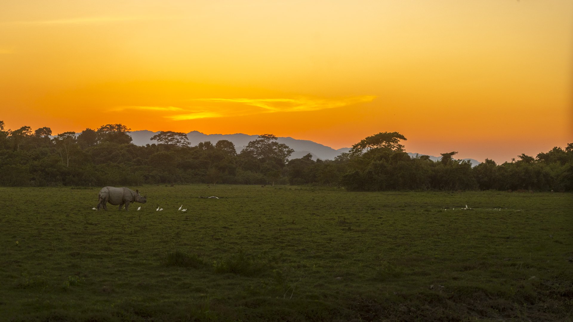 One horned rhino-8791.jpg