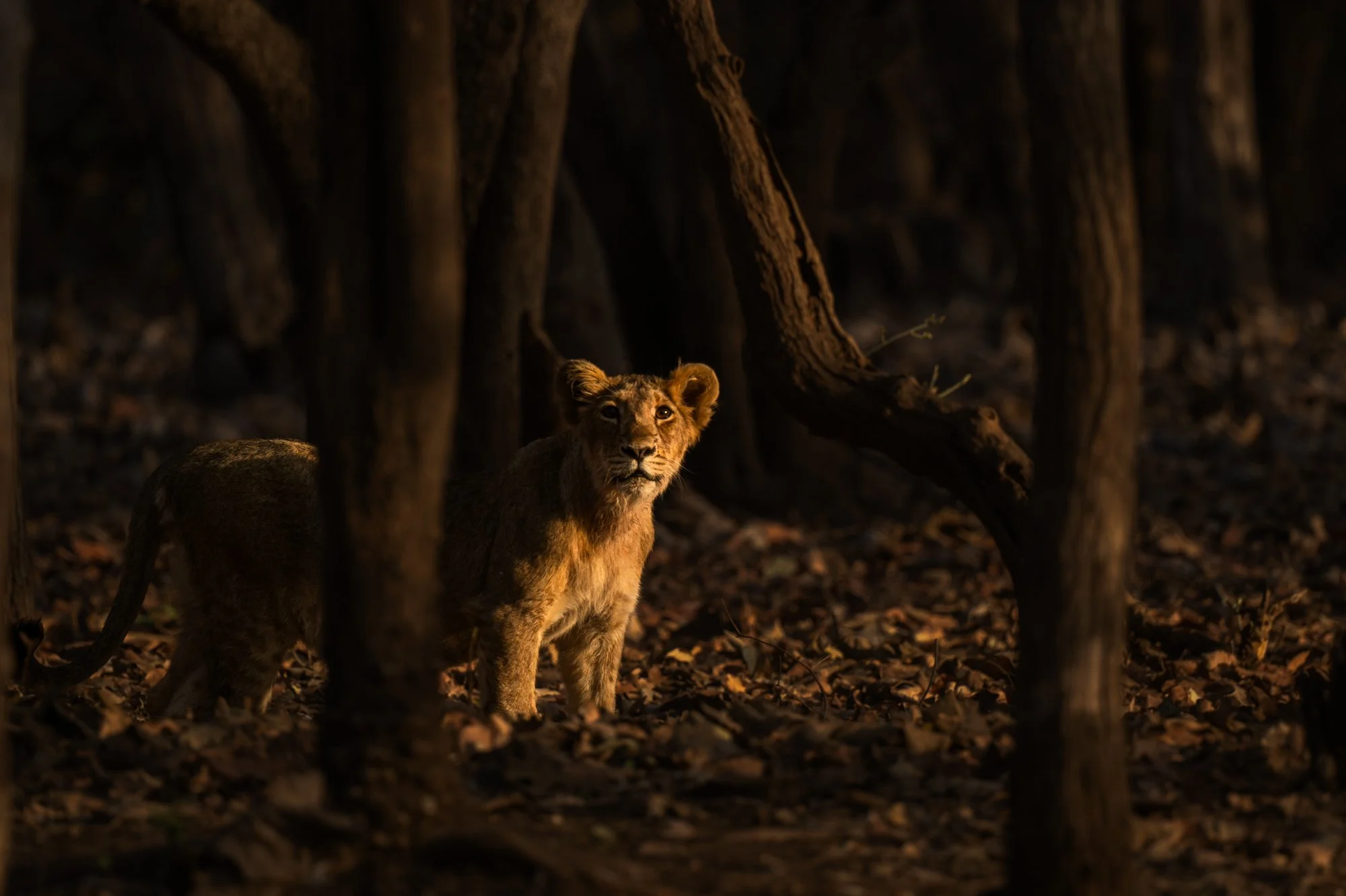 Lion in Light 0029-.jpg