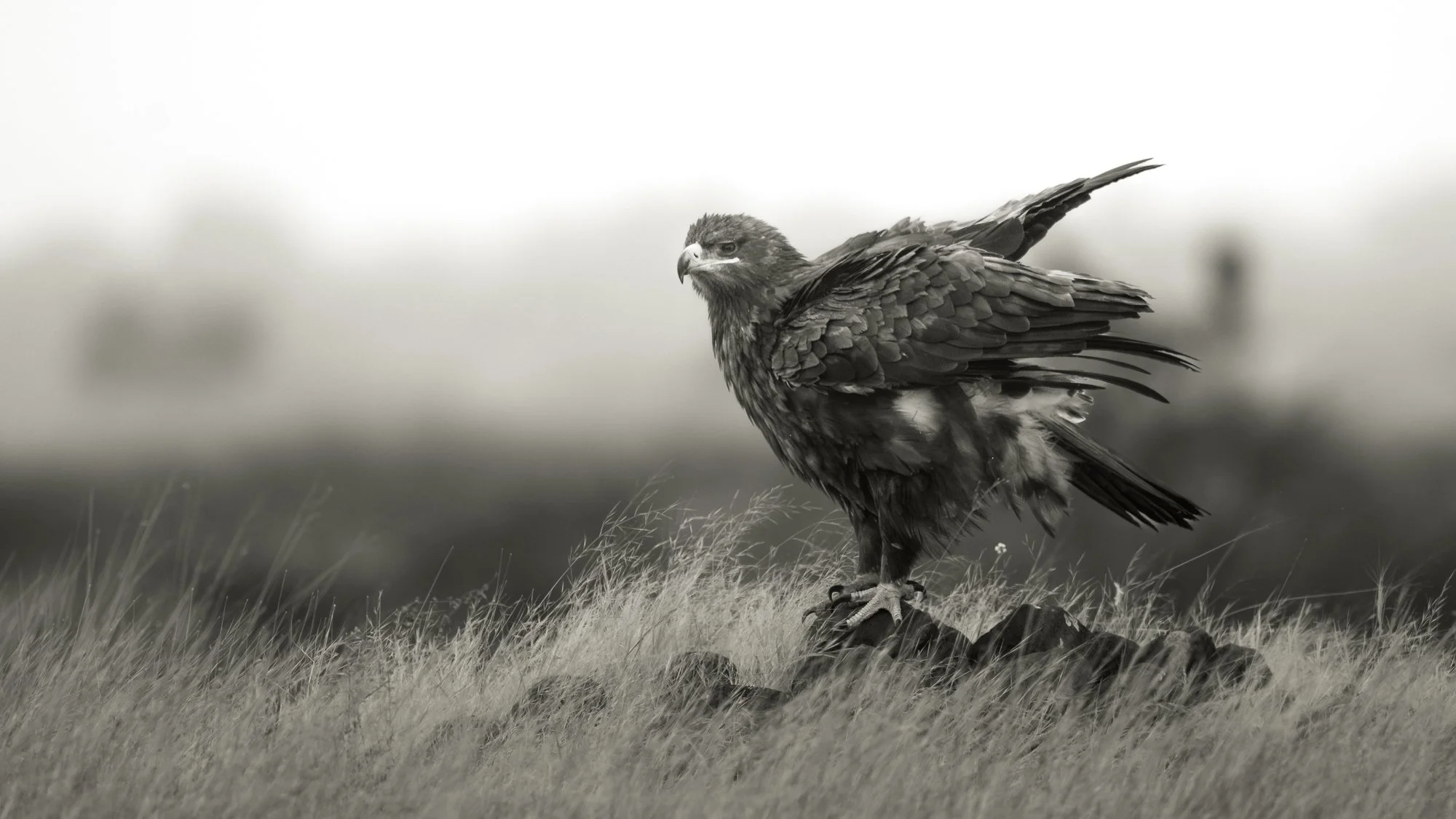 steppe Eagler 7175-.jpg