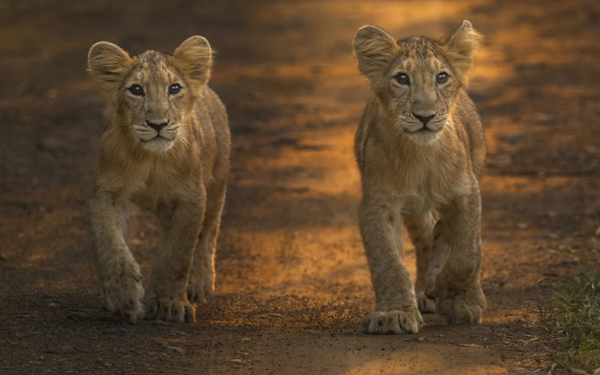 Lion cubs 4215-.jpg
