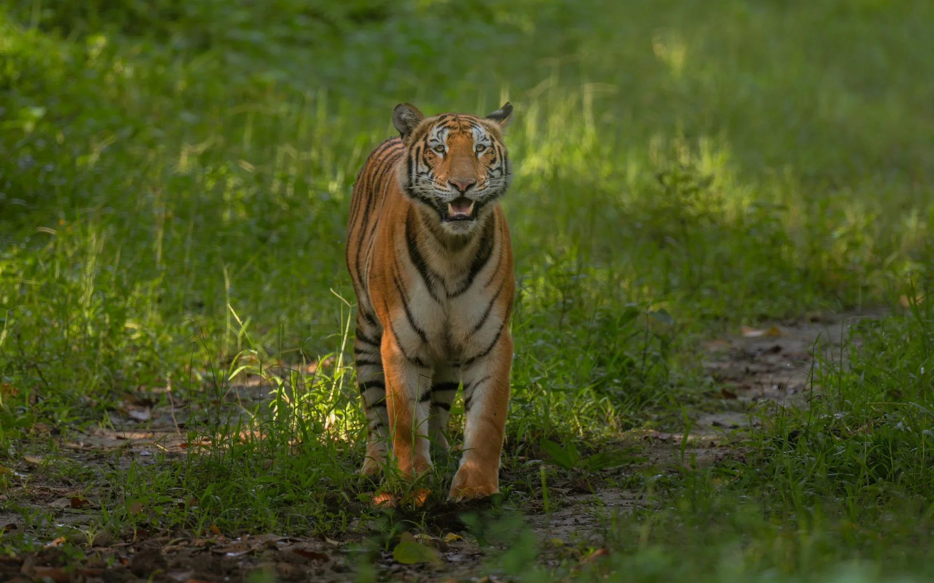 Tiger Kaziranga 2216-.jpg