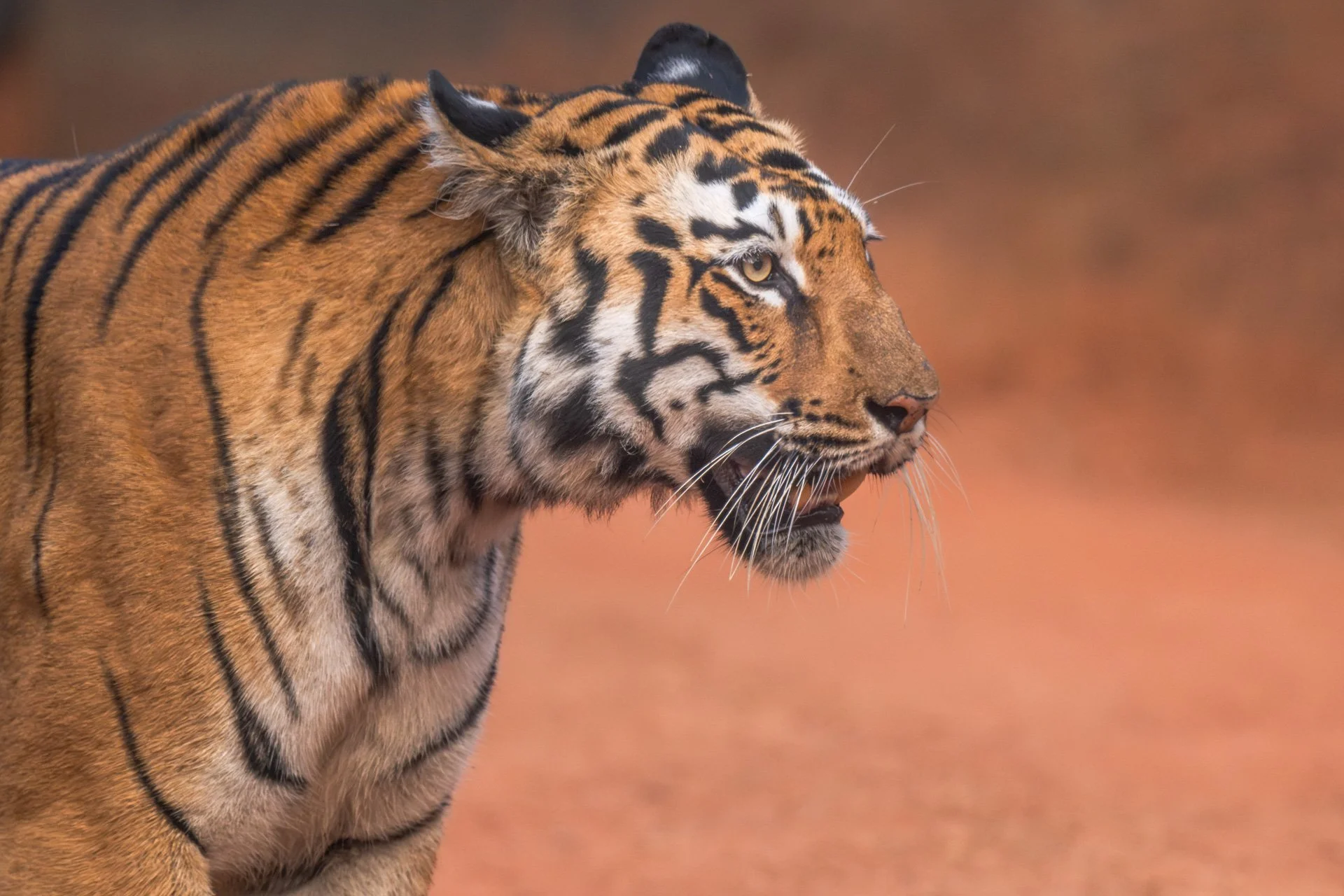 Collarwali 4854-.jpg