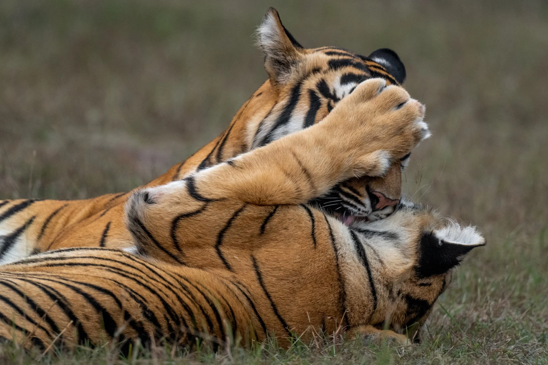 Tiger with cub having a tender moment