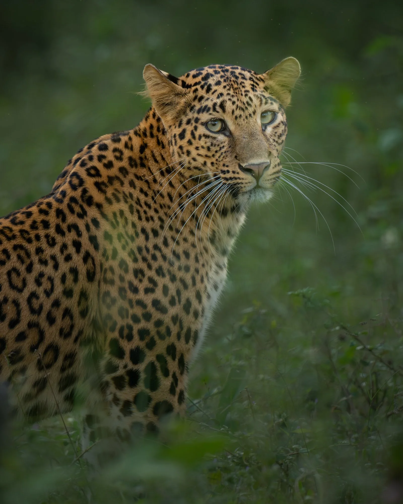 leopard-3290.jpg
