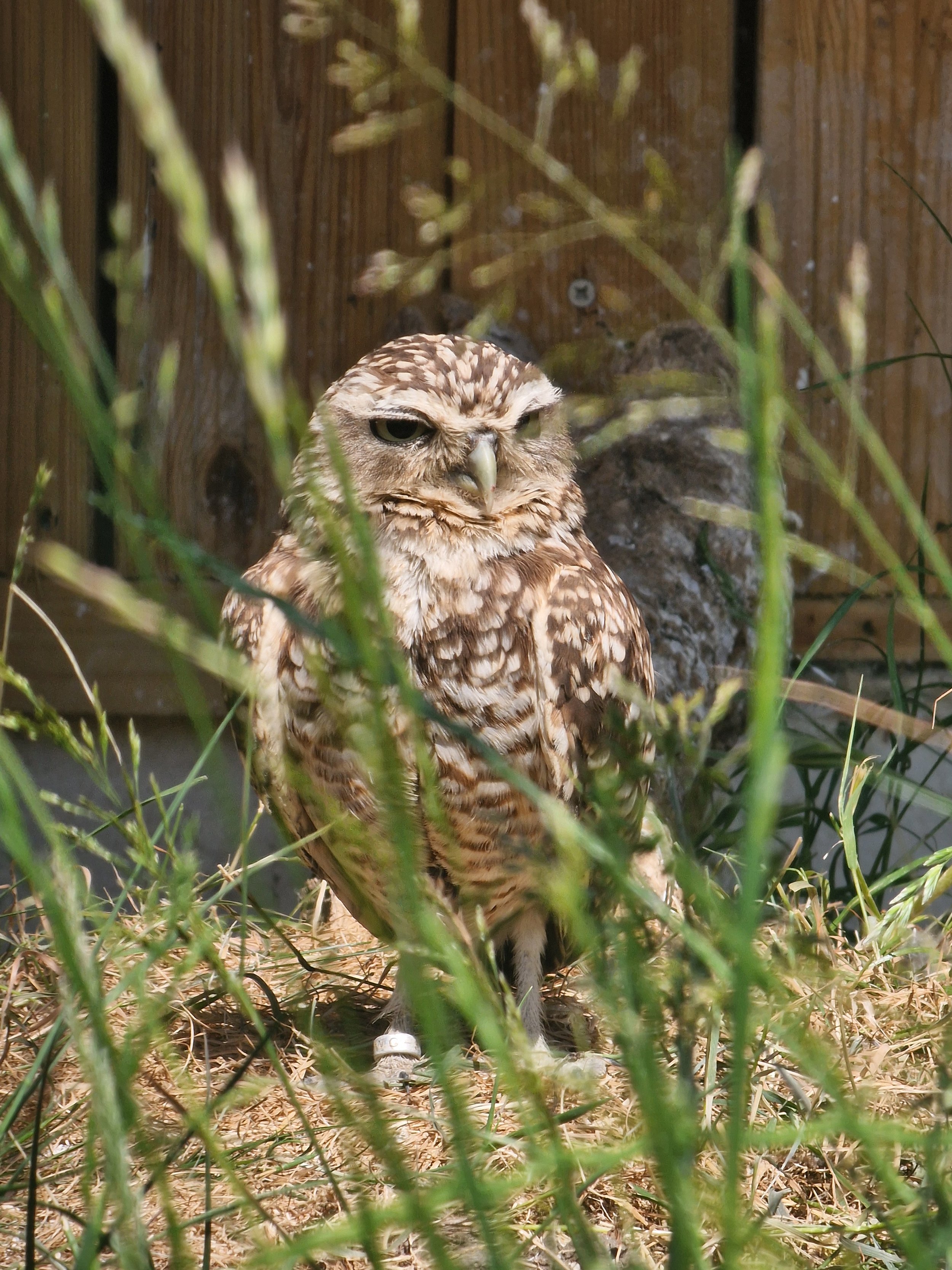 A close-up of a brown and white owl sitting on the ground behind green grass and dried leaves, with a wooden background.
