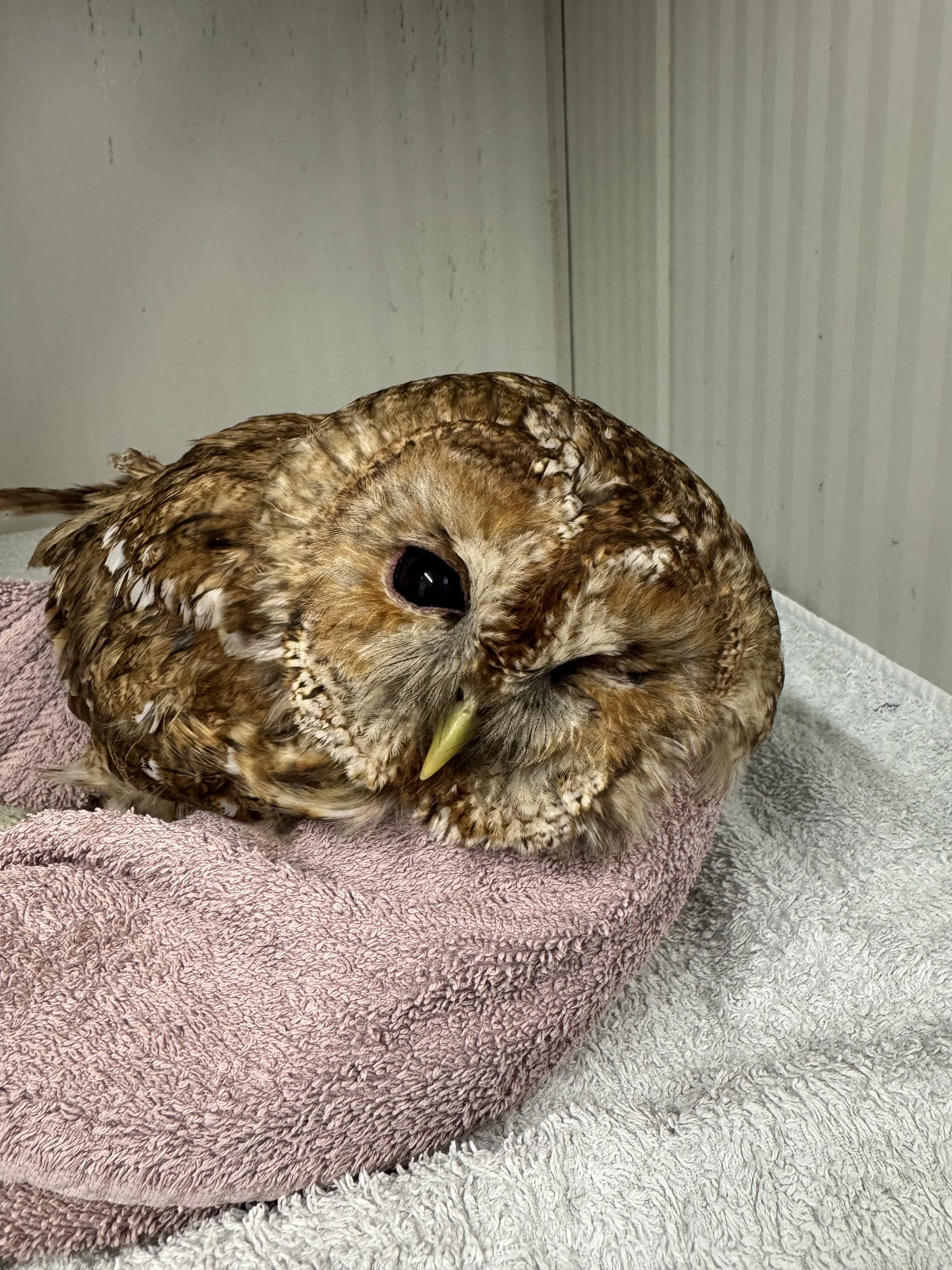 A close-up photo of a resting owl with one eye closed, lying on a pink towel over a white towel.