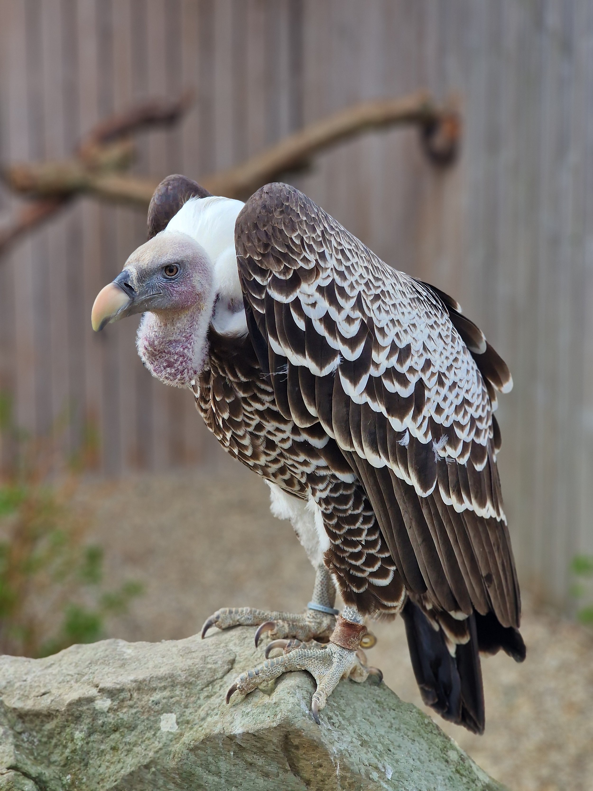 A vulture standing on a rock with a blurred wooden fence in the background.