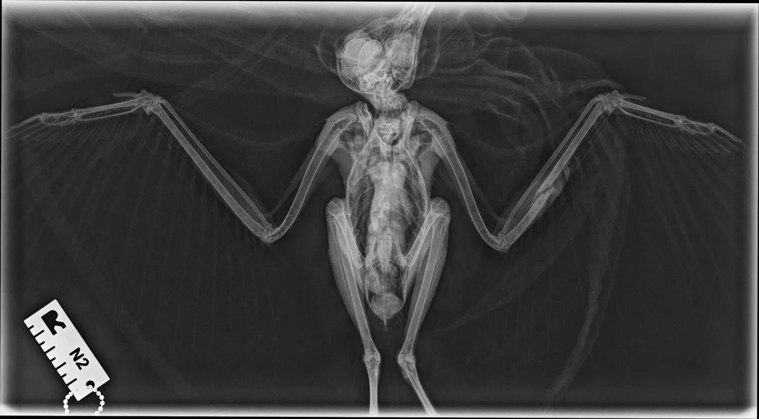 X-ray image of a bird with open wings, showing skeletal structure details.