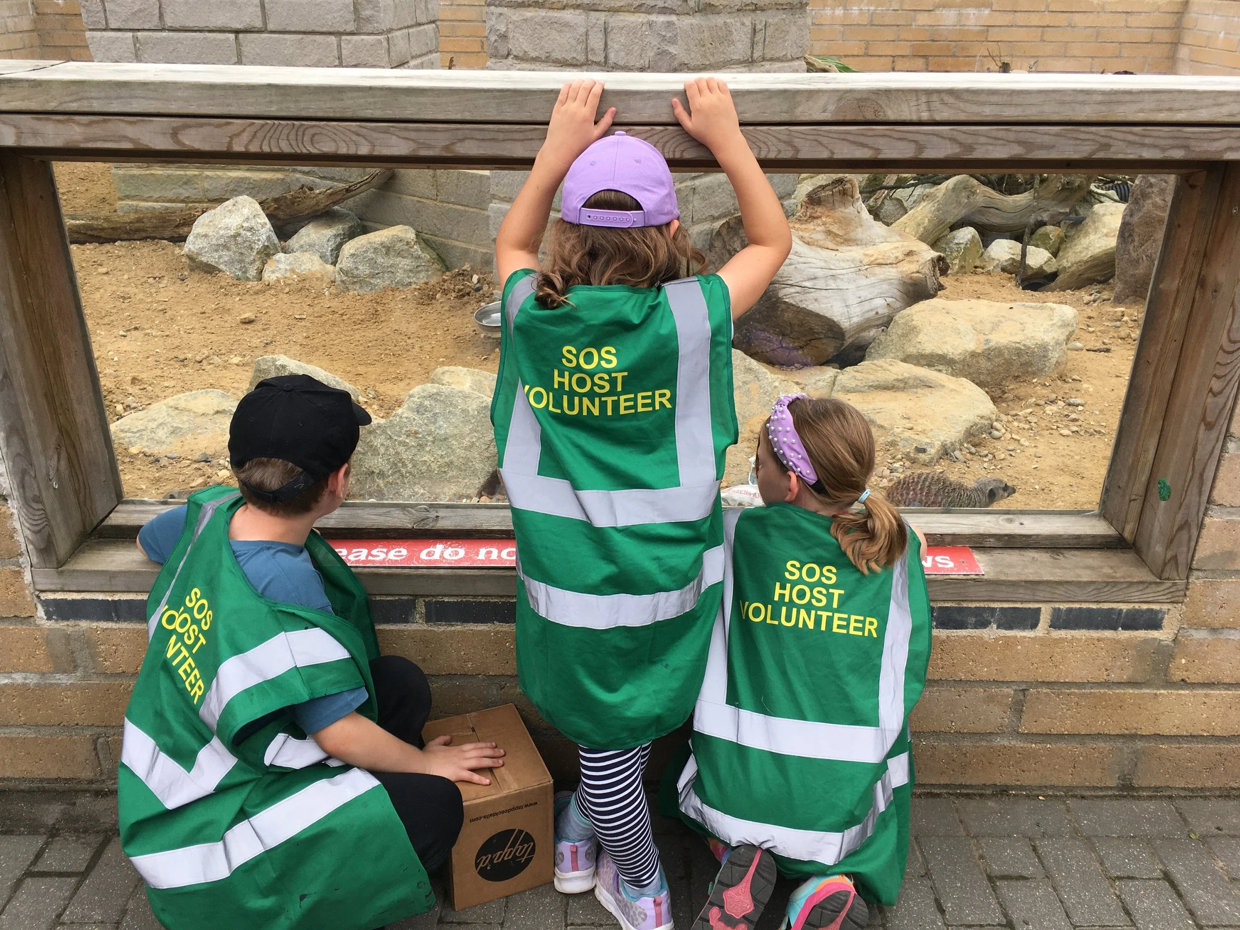 Three children wearing green SOS host volunteer vests observing/slightly peering at animals in an outdoor zoo exhibit through a glass window.