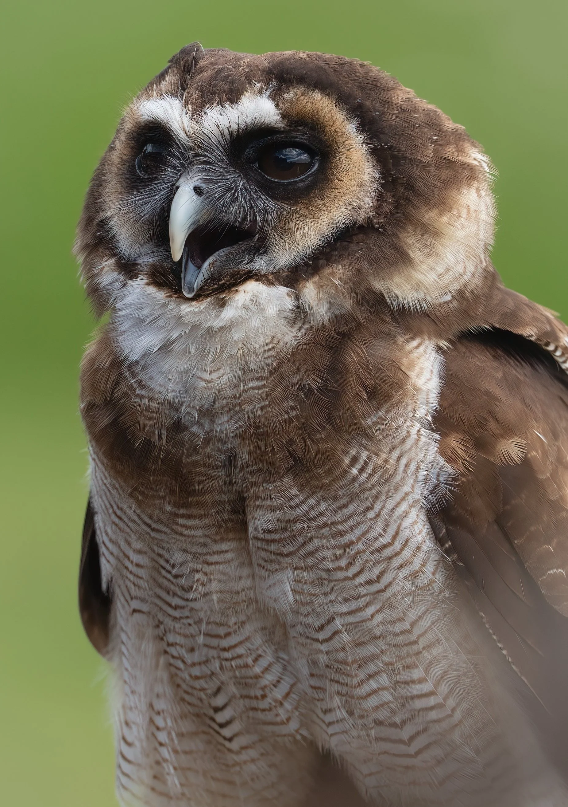 Close-up of a majestic owl with brown and white feathers, black beak, and piercing dark eyes against a blurred green background.