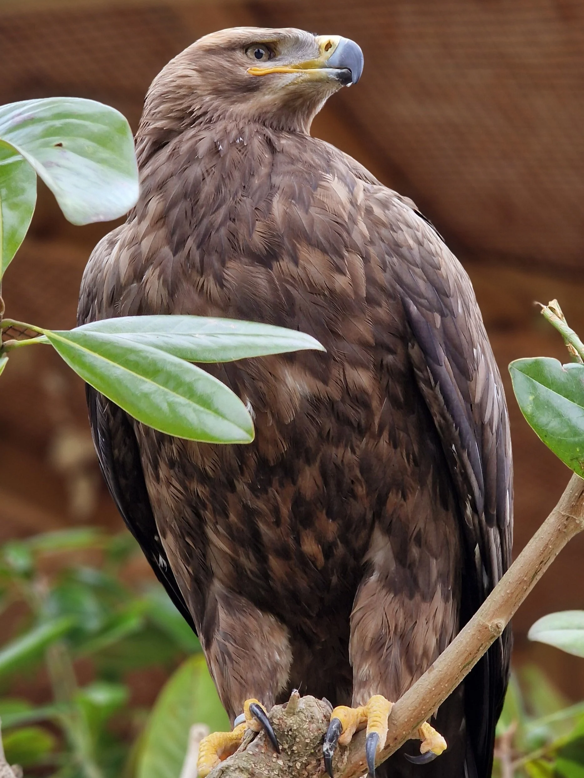 A large brown bird of prey, perched on a branch, with sharp talons and a strong curved beak, surrounded by green leaves.