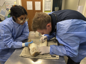 A Visit From Our Vet.