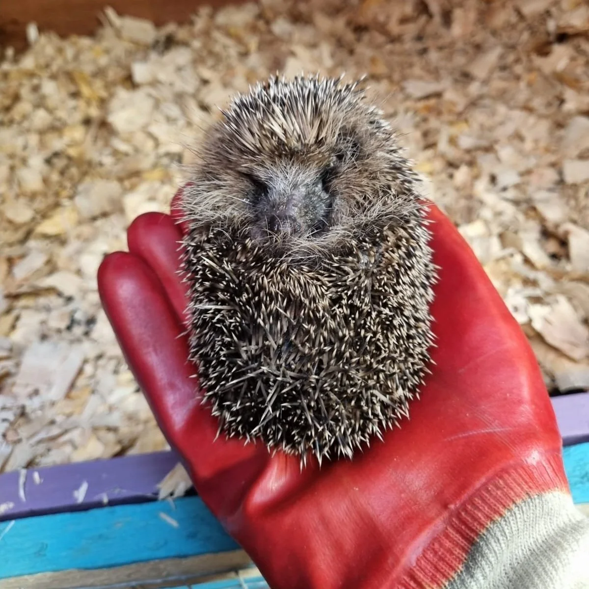 National Hedgehog Day 2025