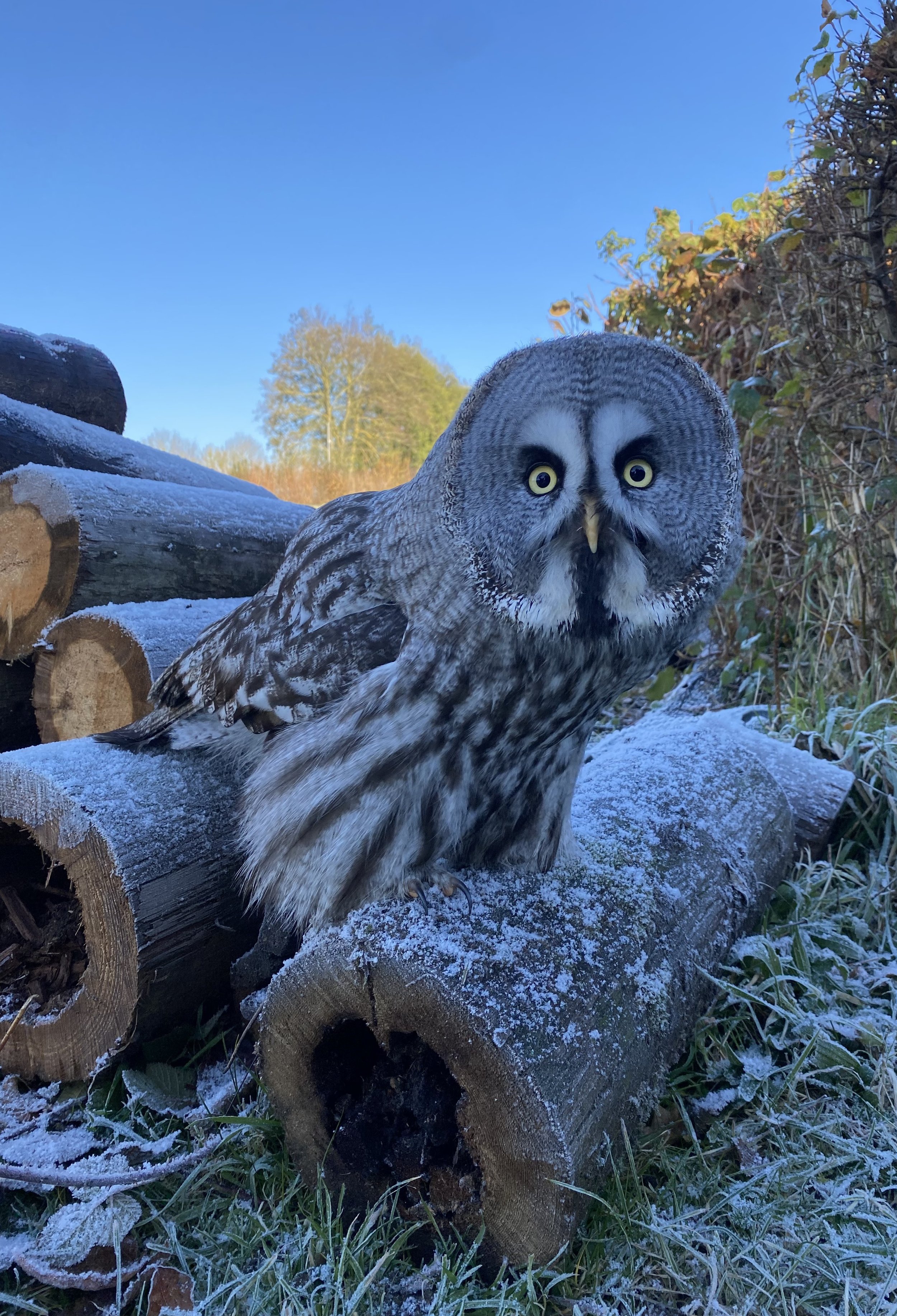 How to Help Birds this Winter