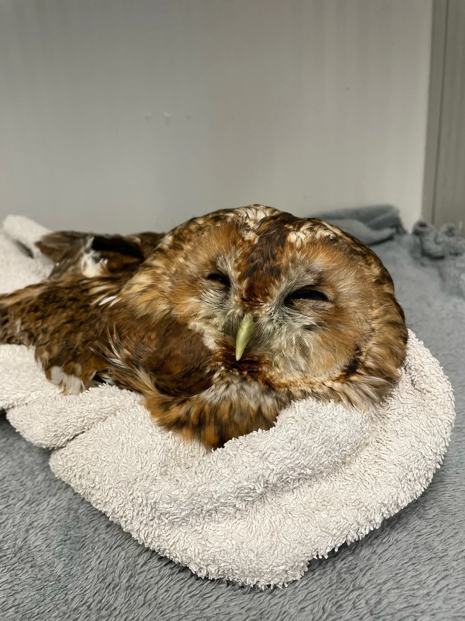 Slow progress for impact Tawny