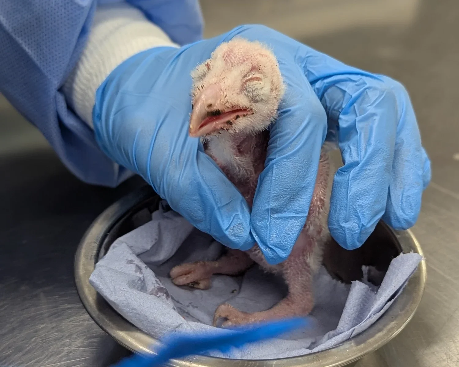 All in a Flap: The Consequences of Barn Renovations on Our Native Wildlife