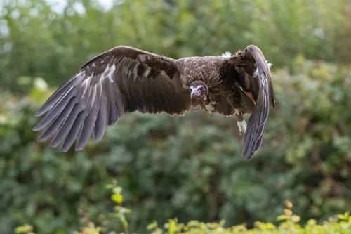 A large bird of prey in mid-flight over a natural outdoor setting with green foliage in the background.