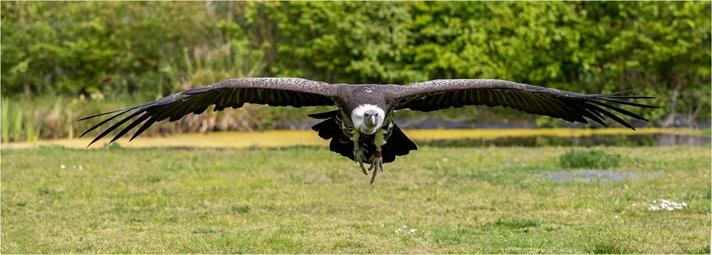 A large black and white vulture in mid-flight over a grassy field with trees in the background.