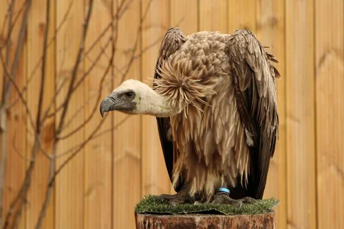 International Vulture Awareness Day 2025