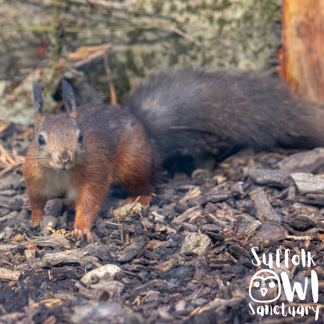 Red Squirrel Awareness Week &amp; Conservation