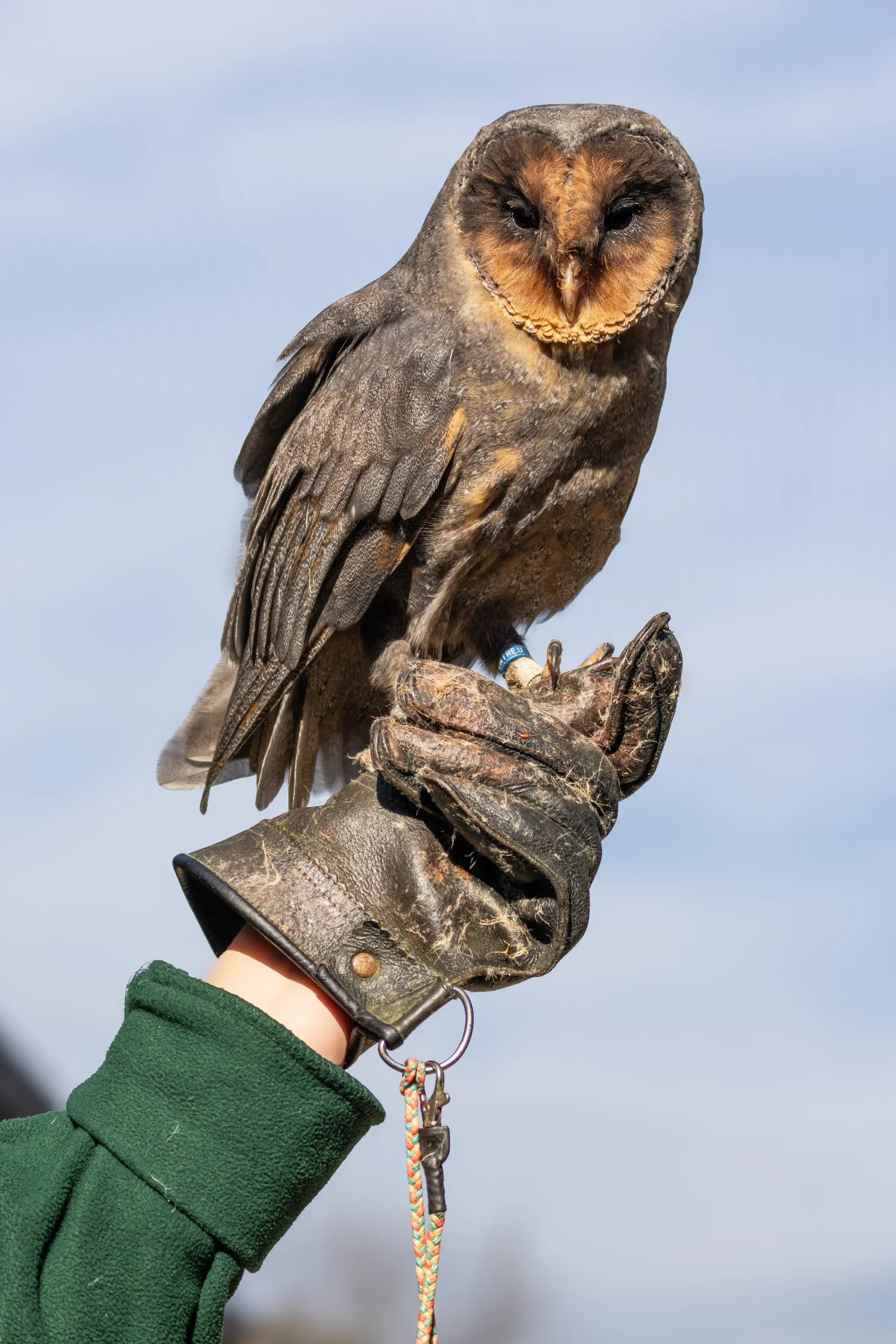 A Brief Summary of the History of Falconry